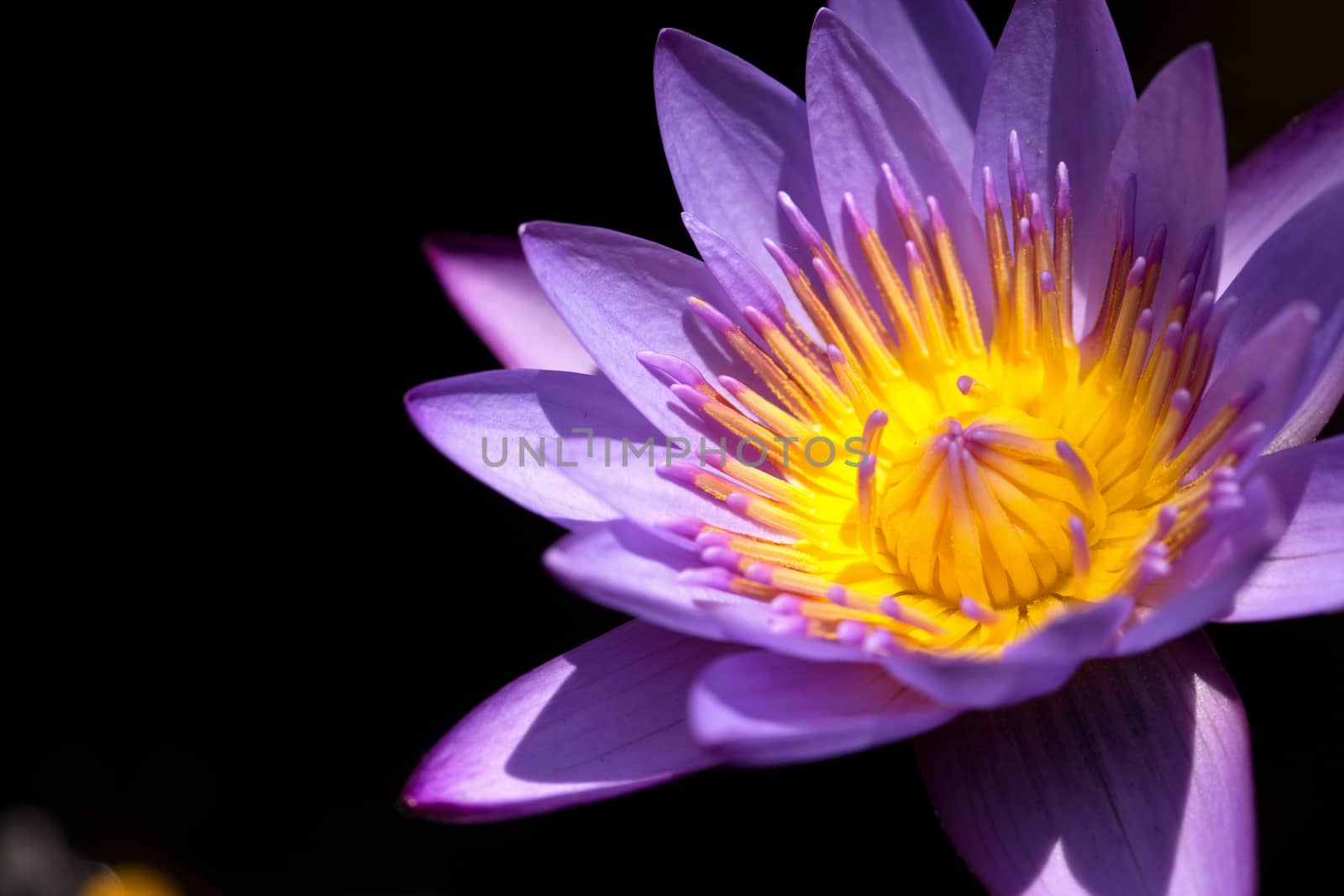 Close up colorful flower floral background, outside garden