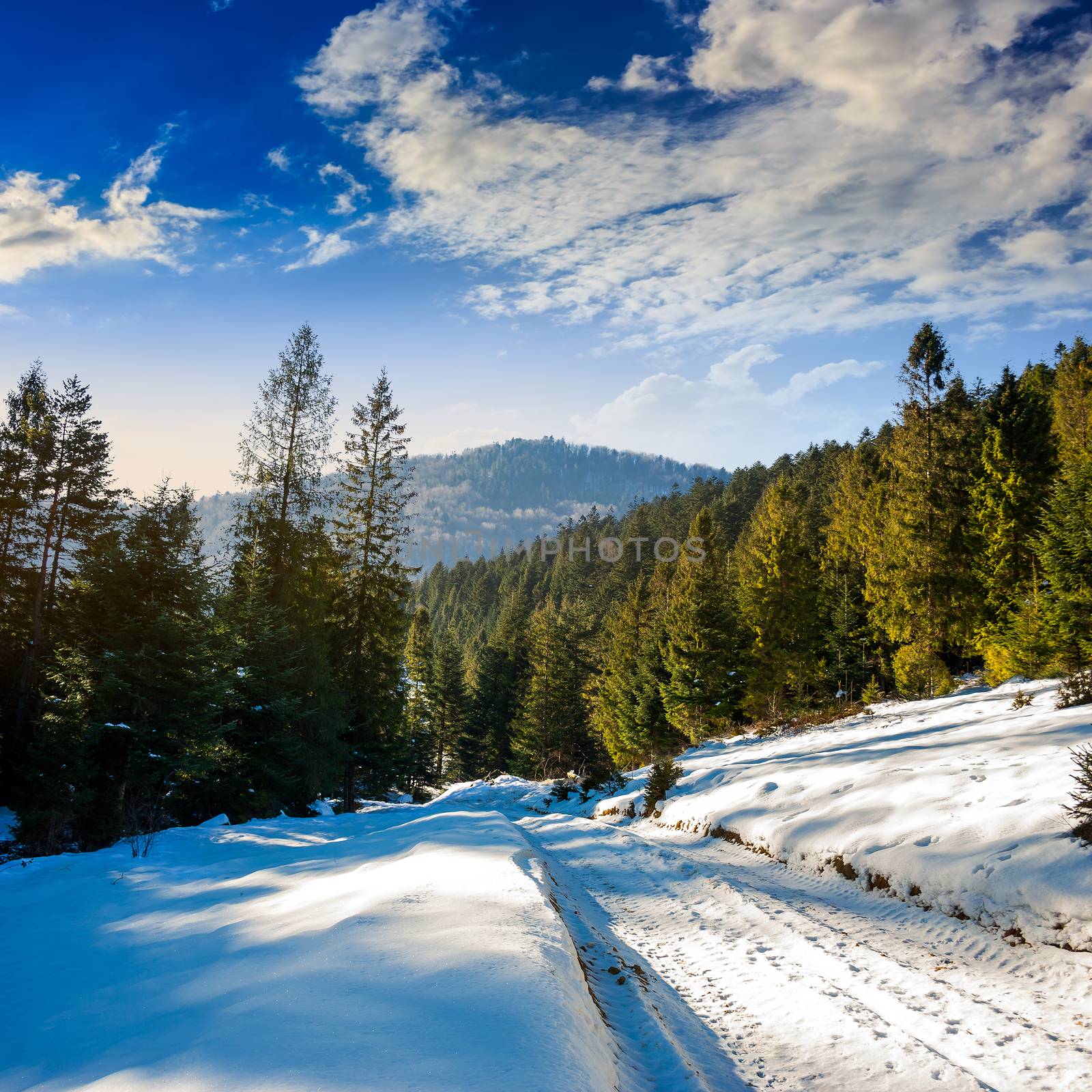 snowy road to coniferous forest in mountains by Pellinni