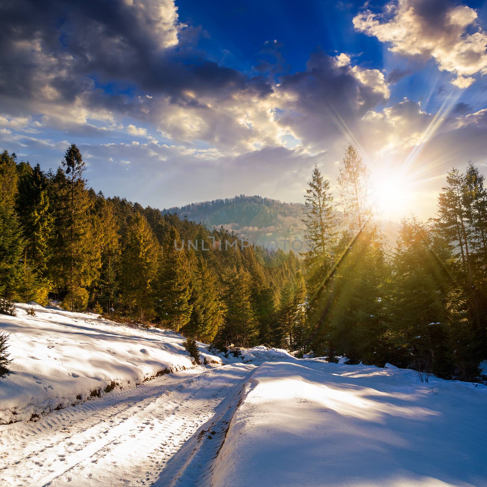 winter mountain landscape. road that leads into the pine forest covered with snow in sunset light
