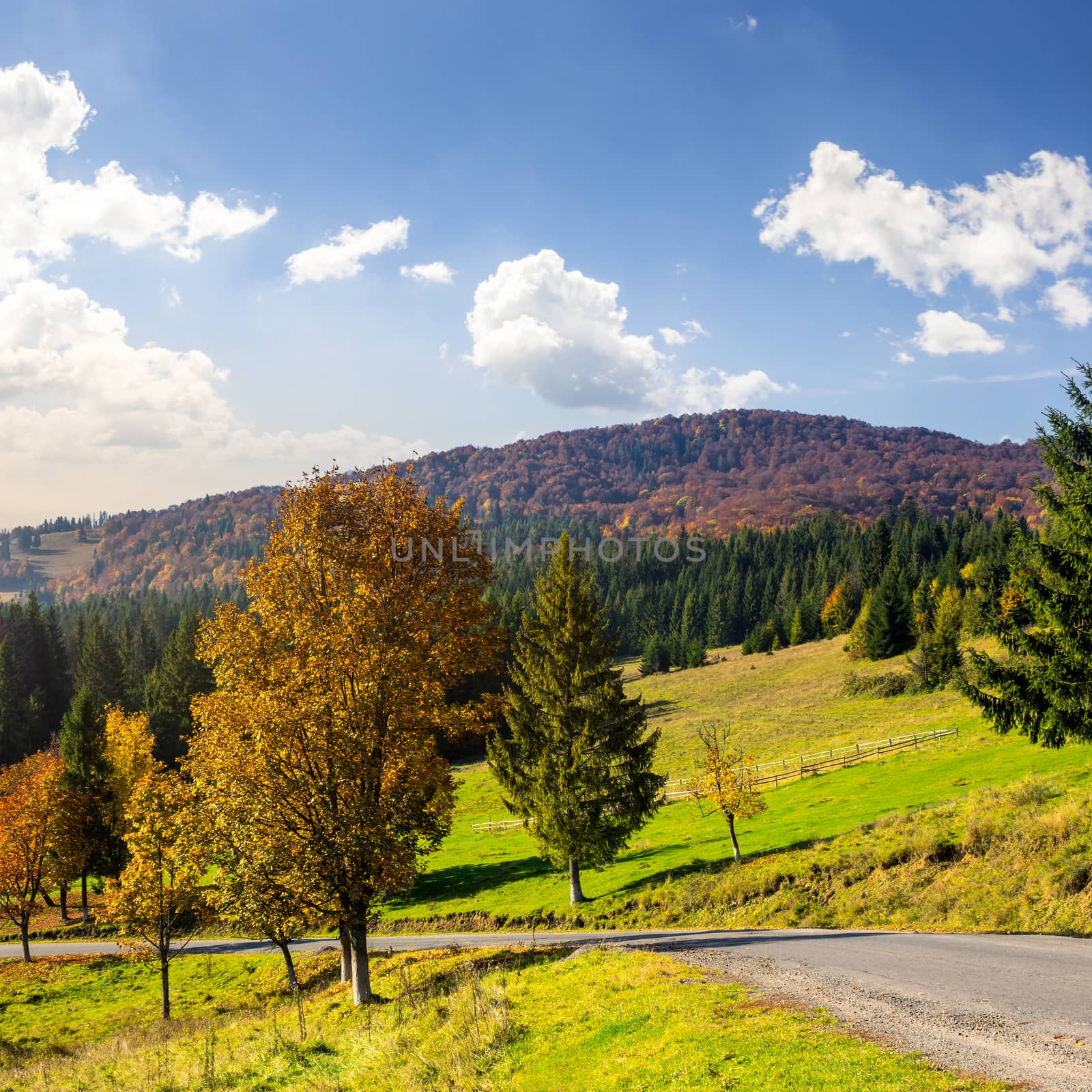 asphalt road going  passes through the autumn forest in mountain