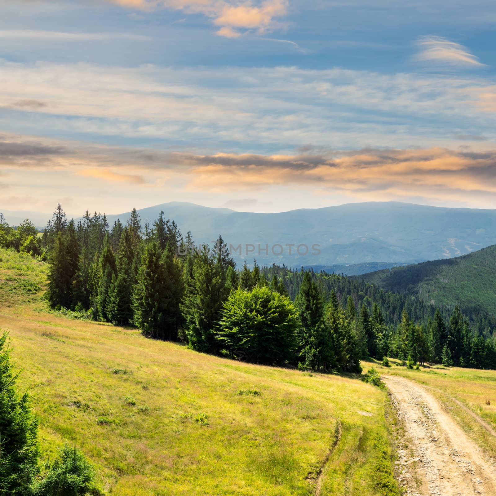 pine trees near the path through meadow  on the hillside. forest in haze on the far mountain.