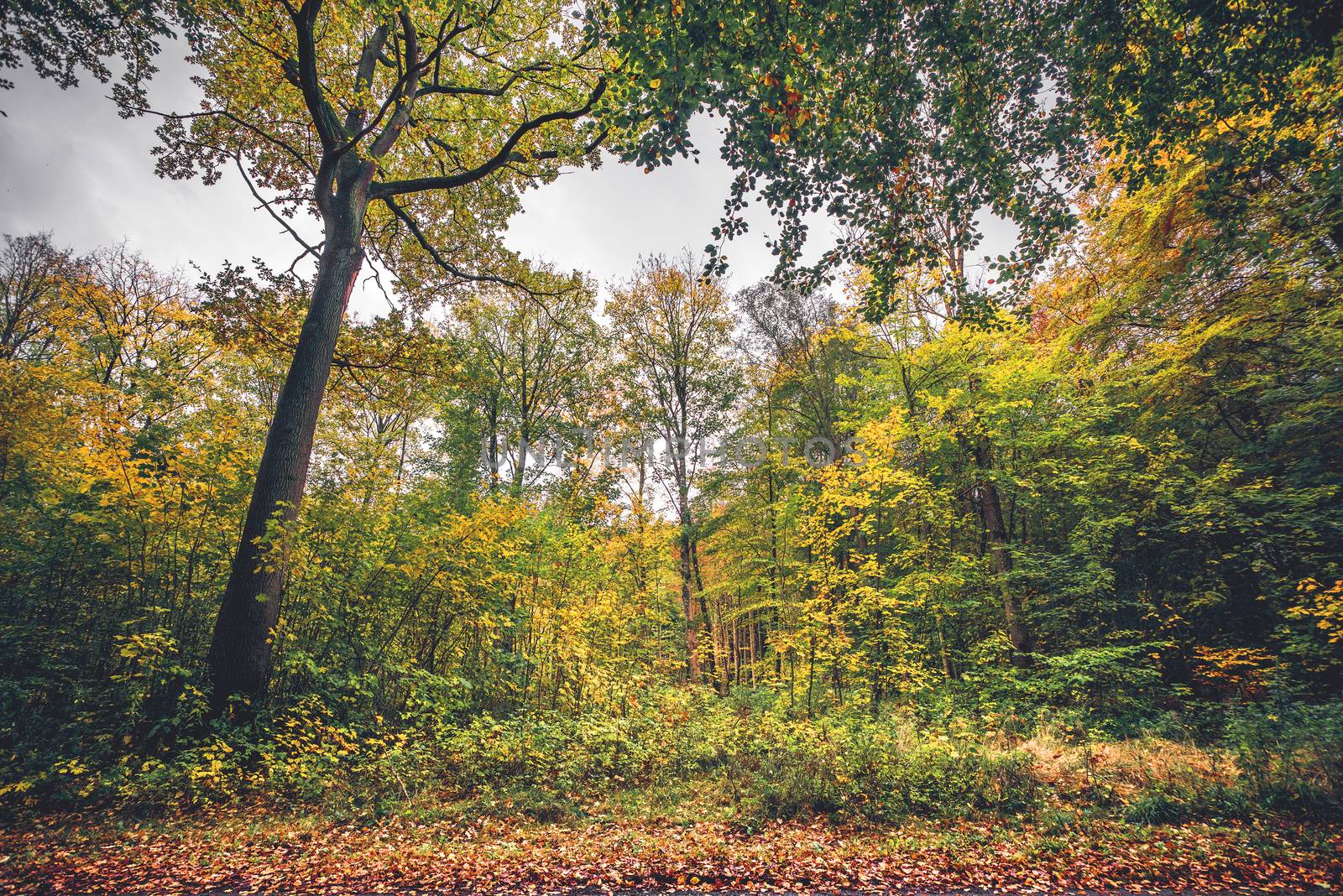 Forest scenery in the fall in beautiful autumn colors with autumn leaves on colorful trees in the fall