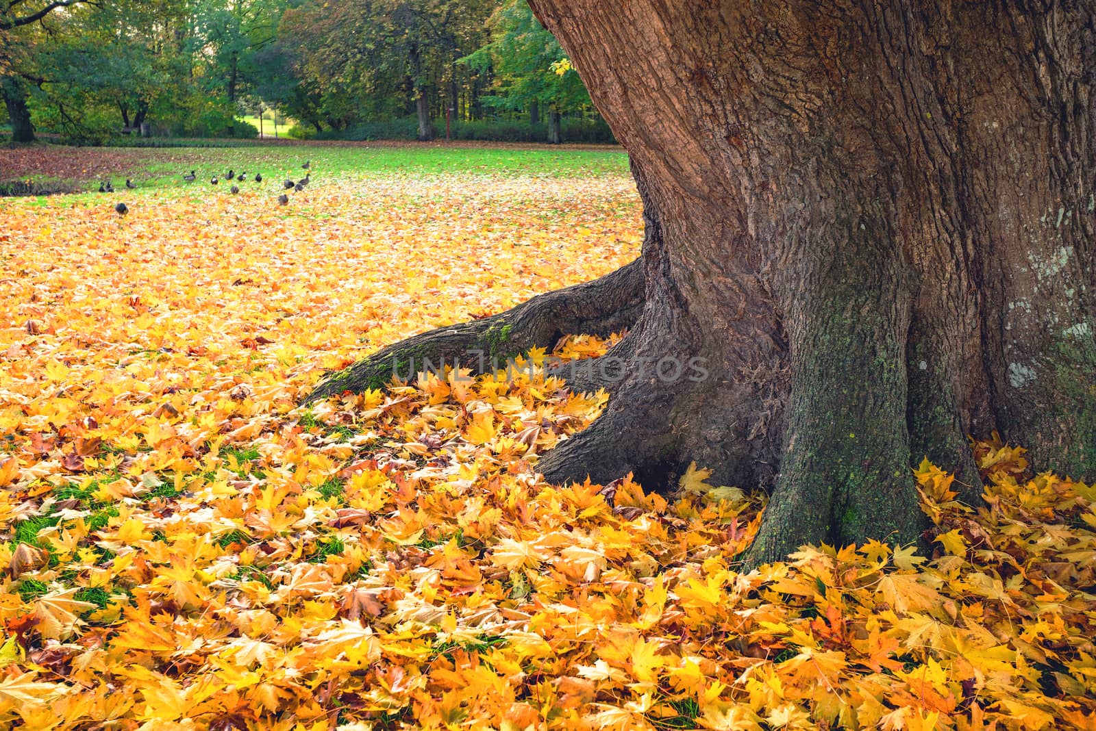 Autumn scene in a park with yellow autumn maple leaves under a large tree in the fall with ducks walking around in the background