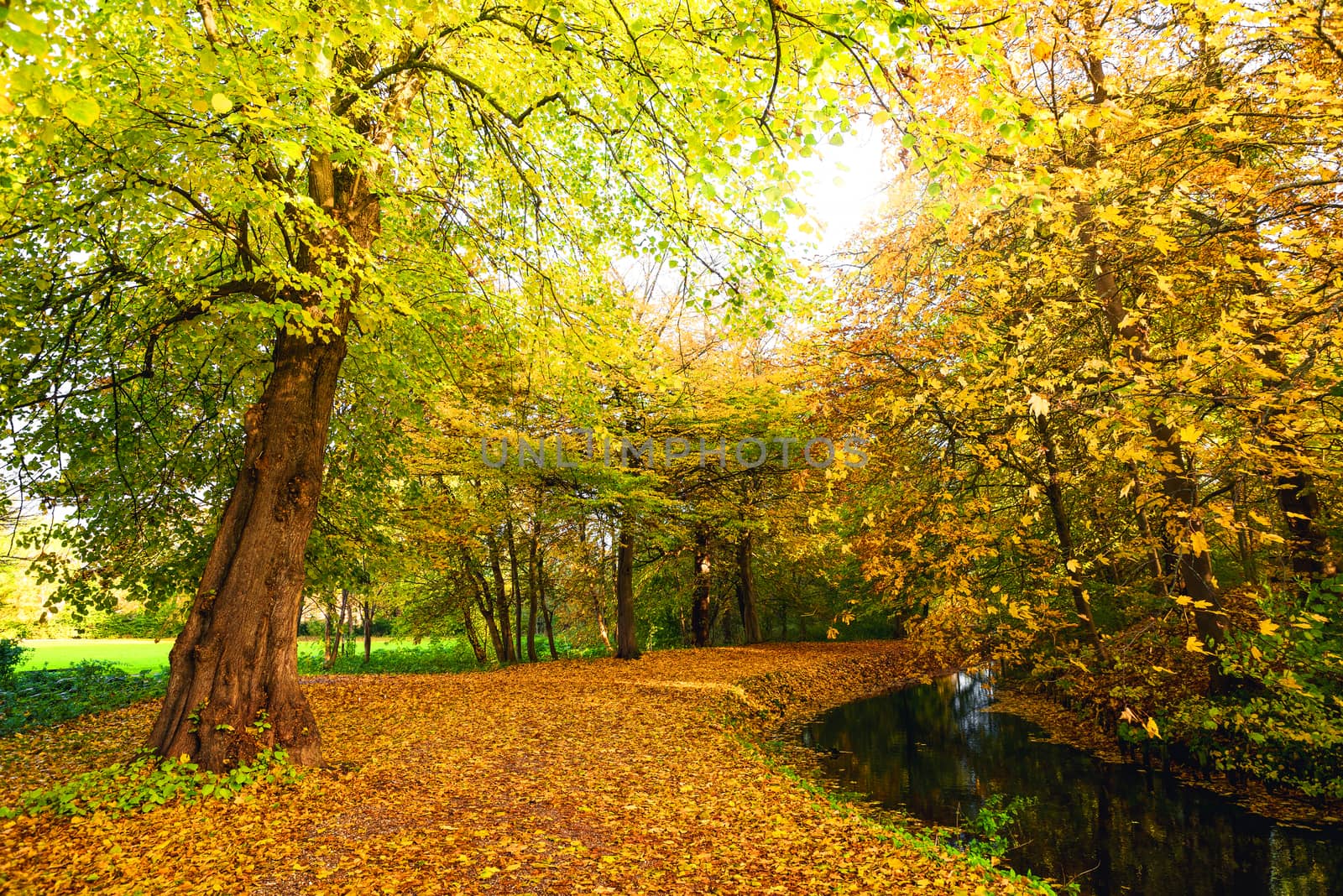 Autumn nature with a trail going through a park in autumn with colorful autumn colors in the fall