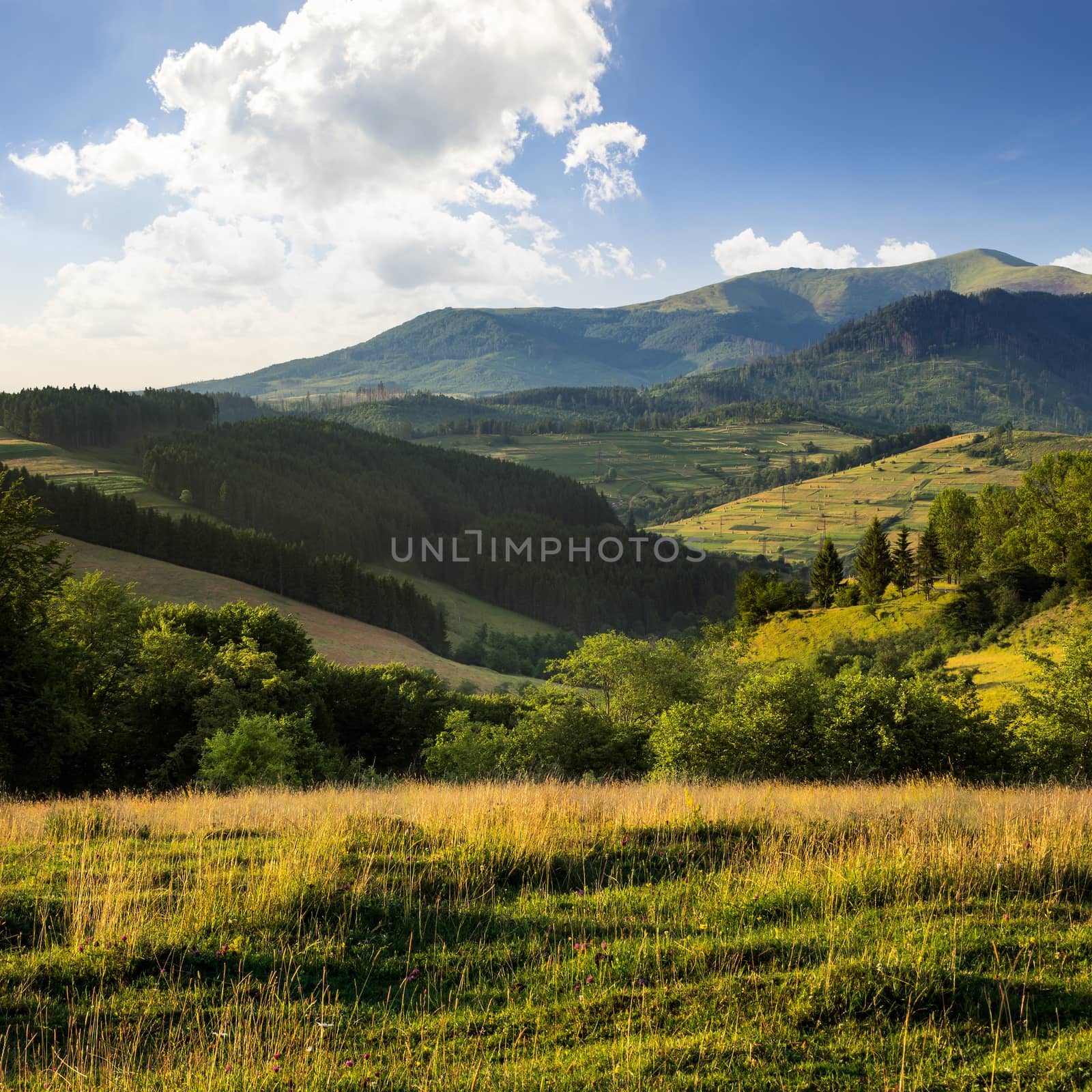 hillside meadow with forest in mountain by Pellinni