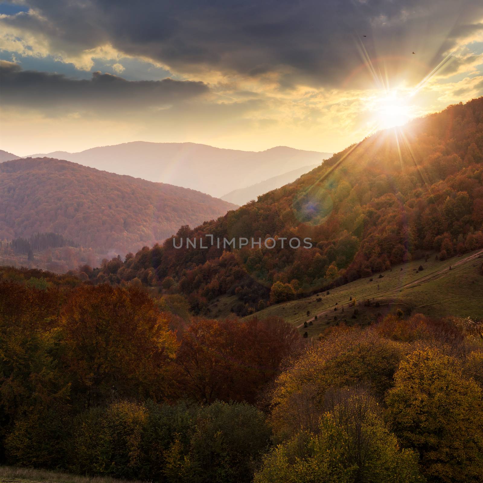 slope of mountain range with autumn forest and foliage in sunset light