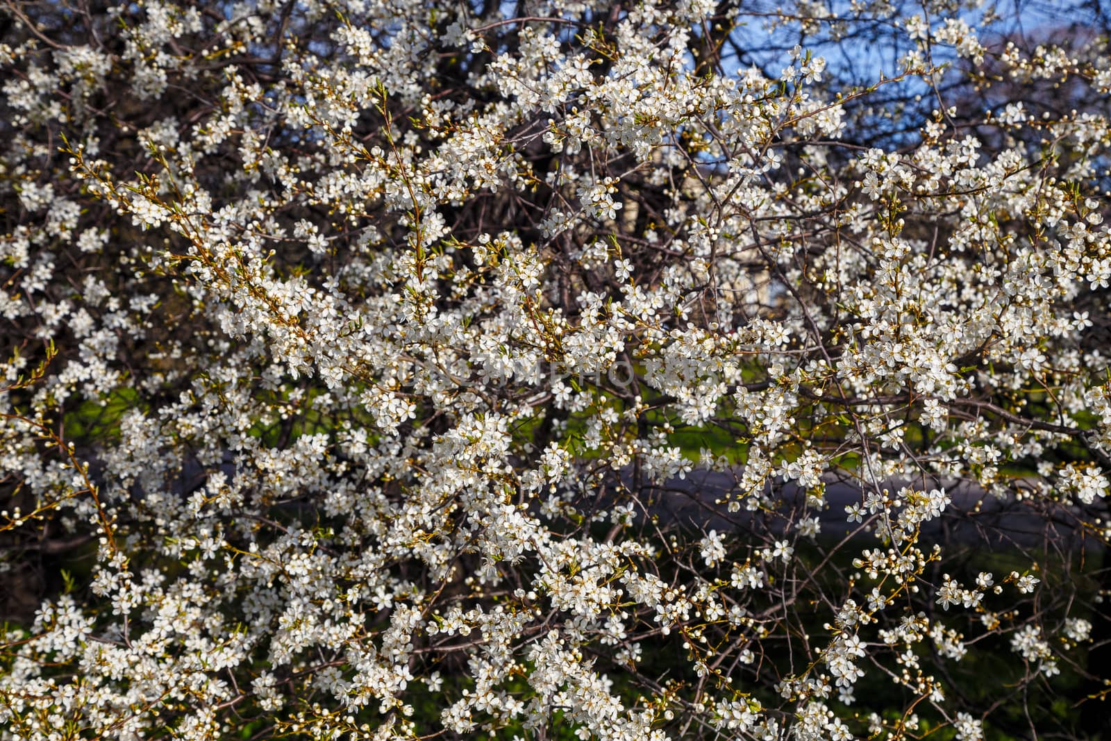 White cherry blossoms, spring flowering, floral background