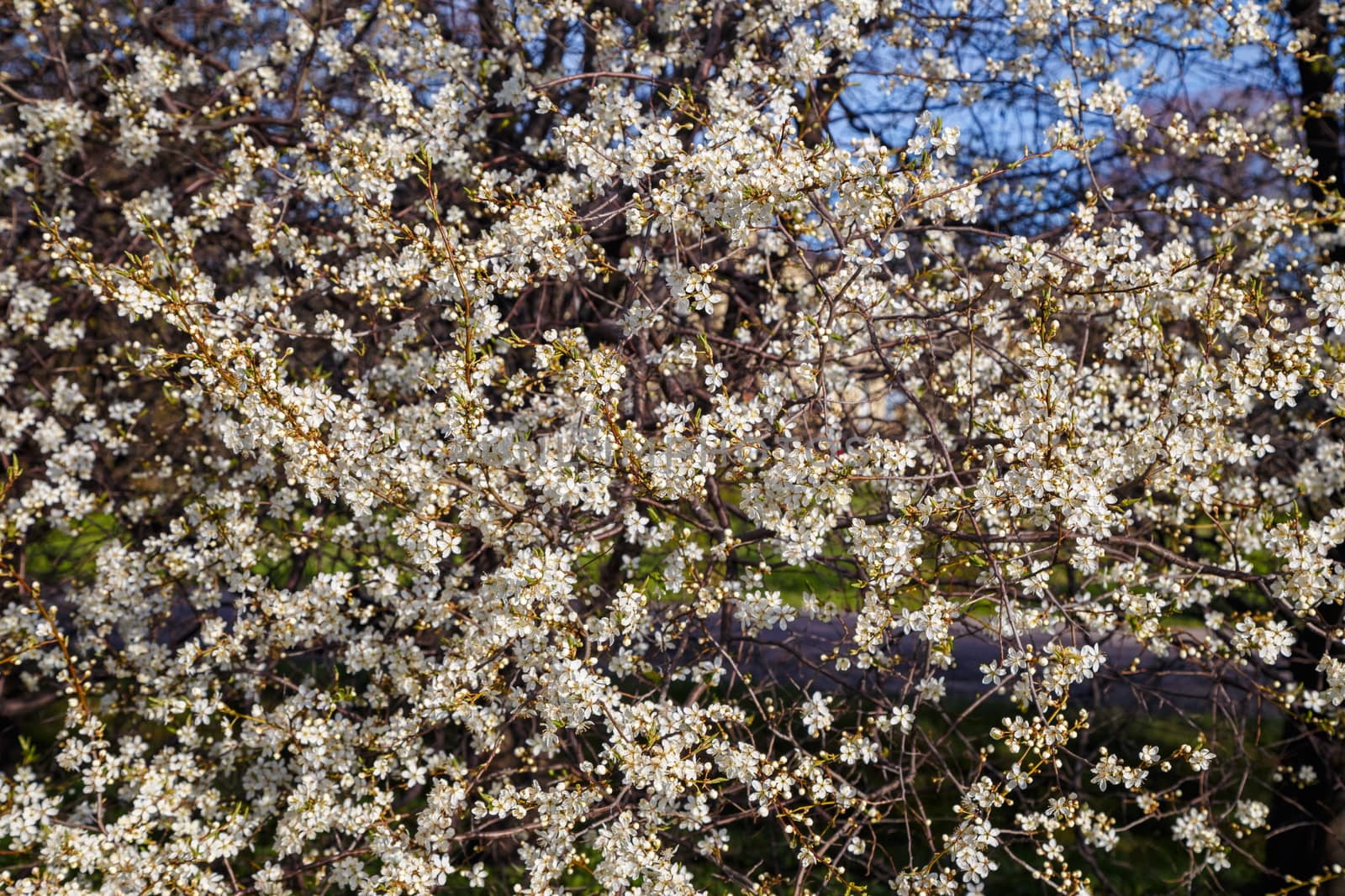 White cherry blossoms, spring flowering, floral background