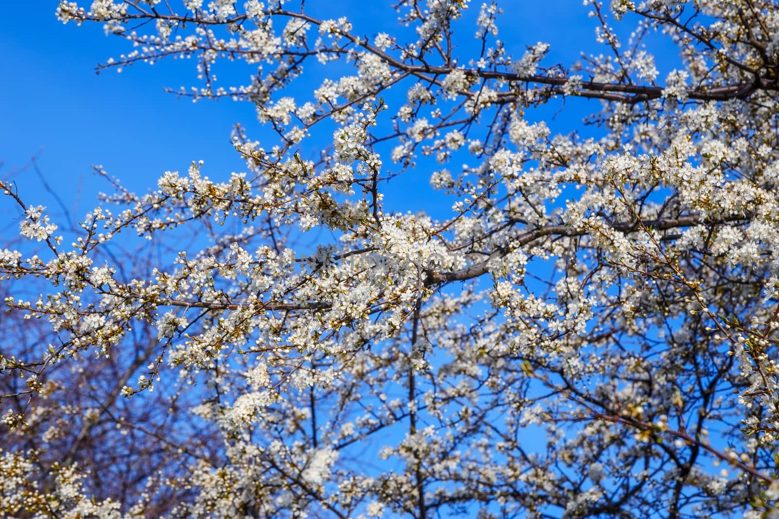 White cherry blossoms on blue spring sky background