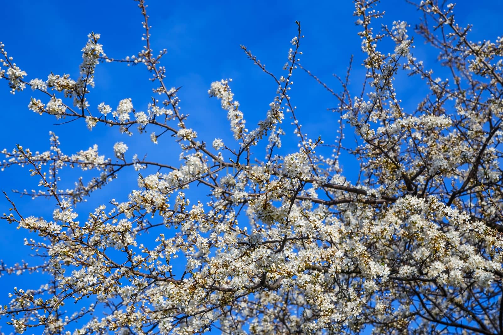 White cherry blossoms on blue spring sky background