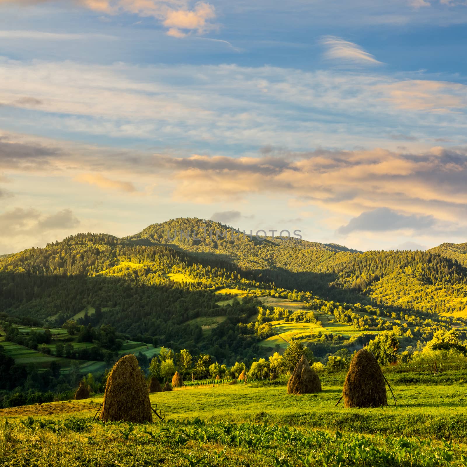Stack of hay on a green meadow on hillside nearthe mountain village in morning light at sunrise
