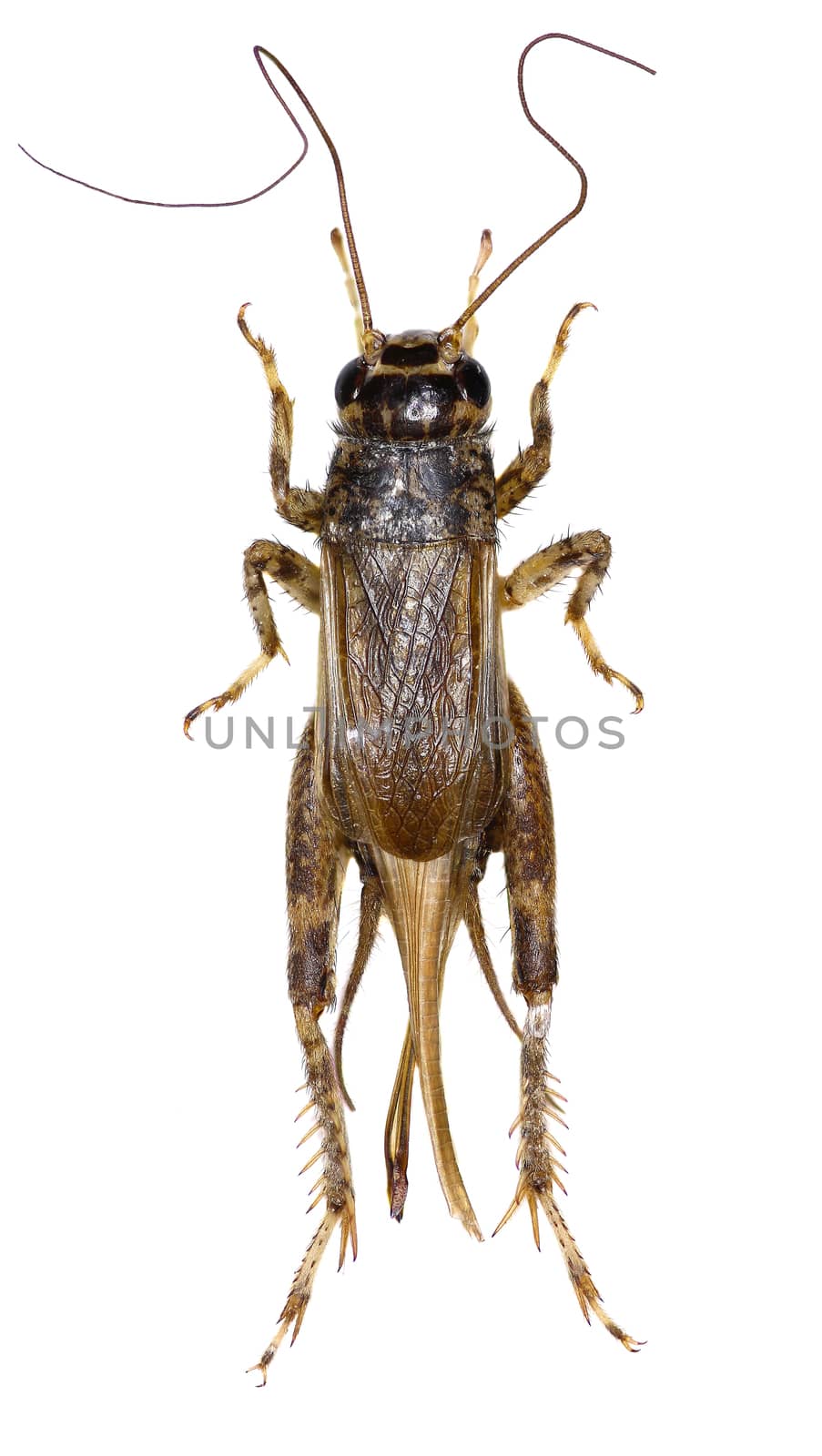 Cricket (insect) on white Background  -  Eumodicogryllus bordigalensis (Latreille, 1804)
