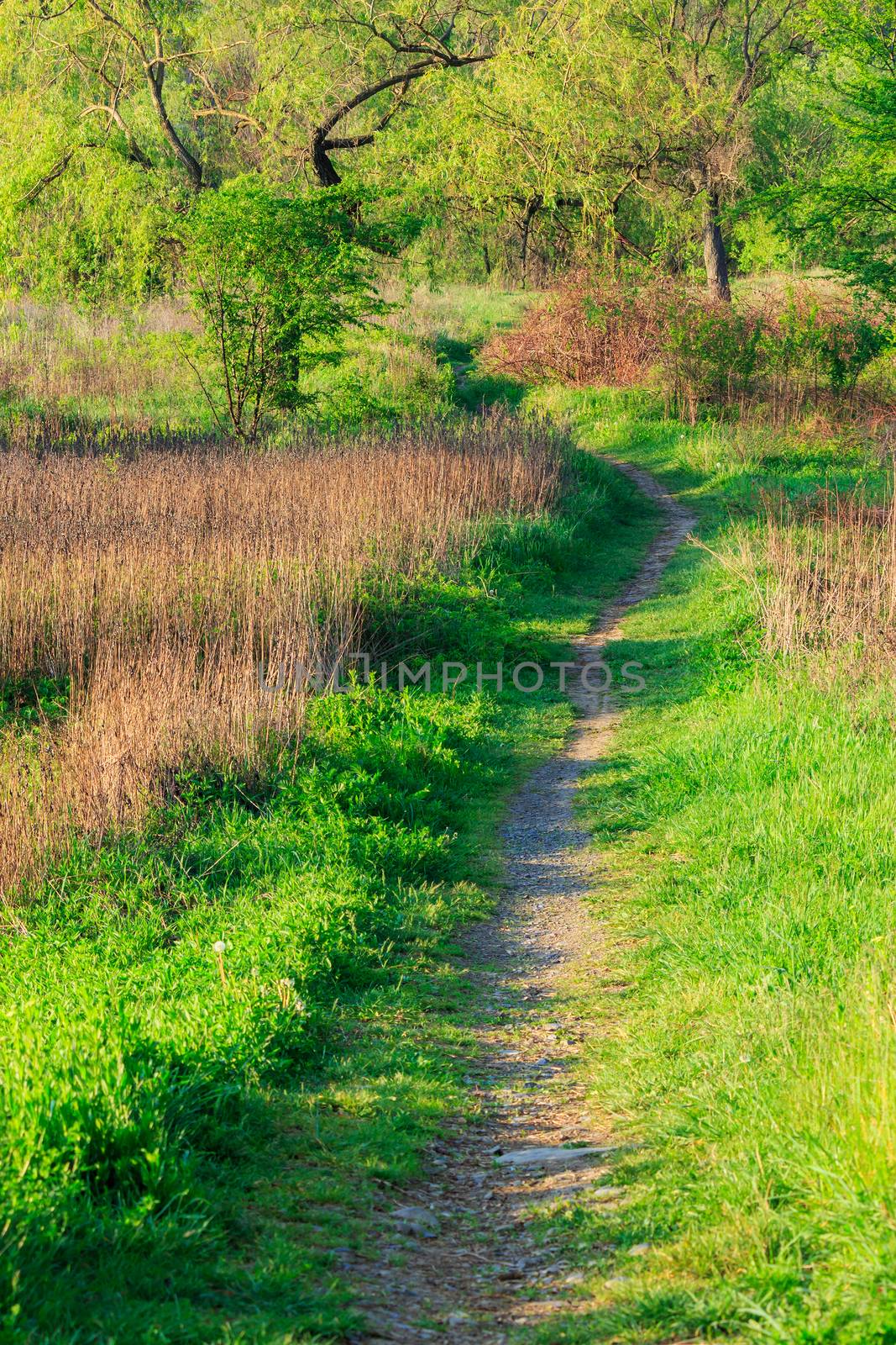 trail with lawn in the shade of trees of green forest