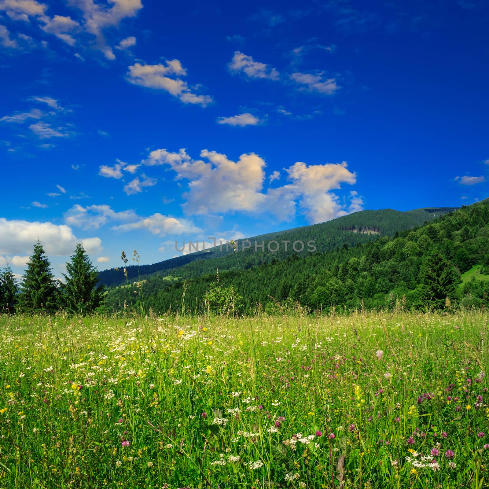 mountain summer landscape. pine trees near meadow and forest on hillside under  sky with clouds