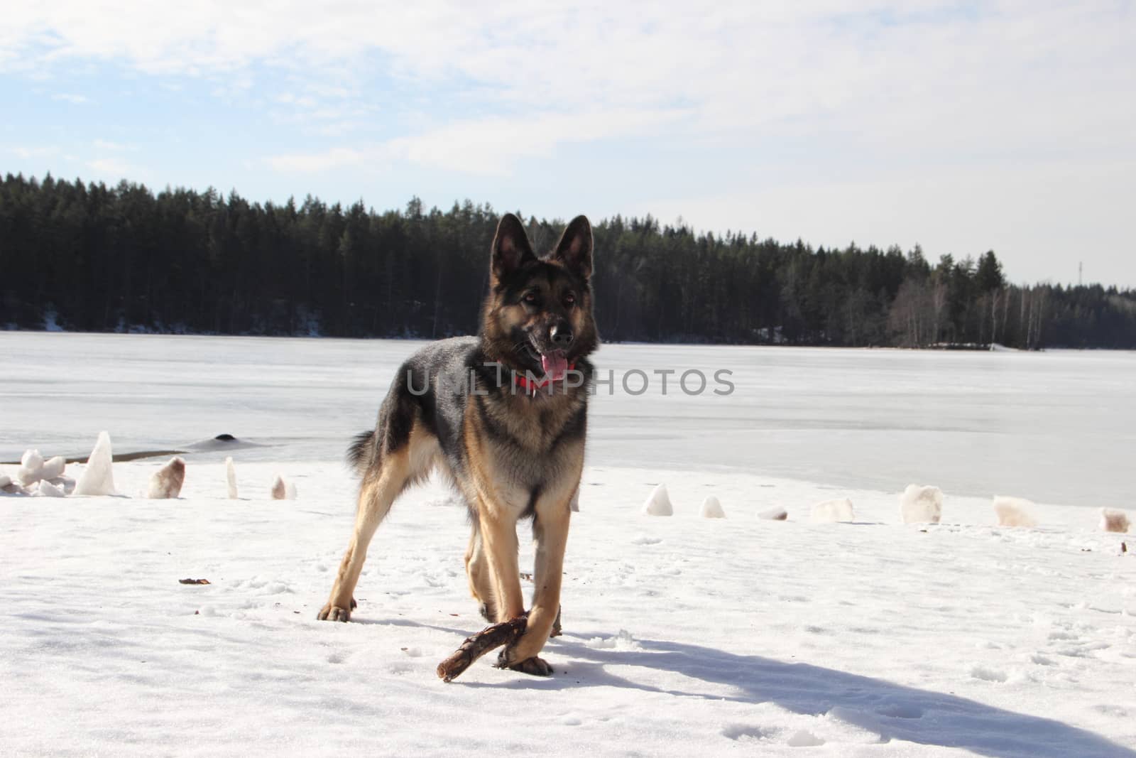 beautiful young Alsatian dog on the frozen lake