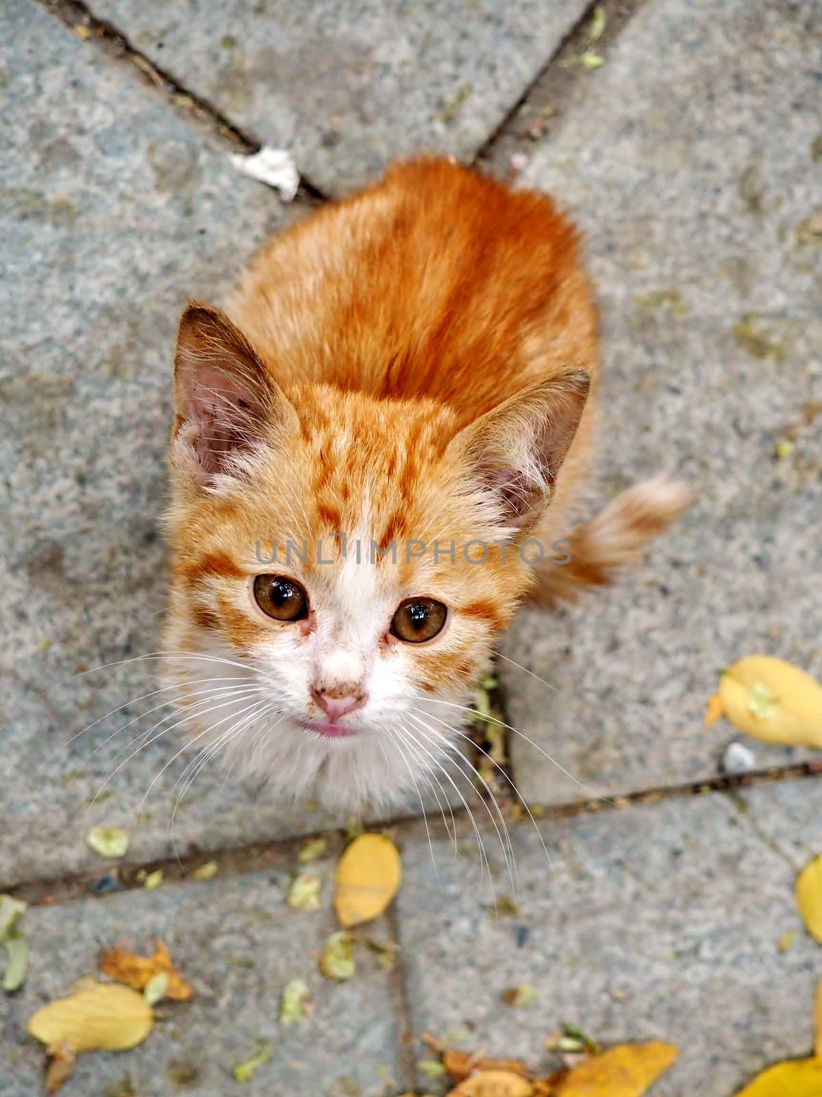 Homeless ginger cat on the street, looking at a photographer. Picture taken in Tbilisi, in Georgia, Asia.