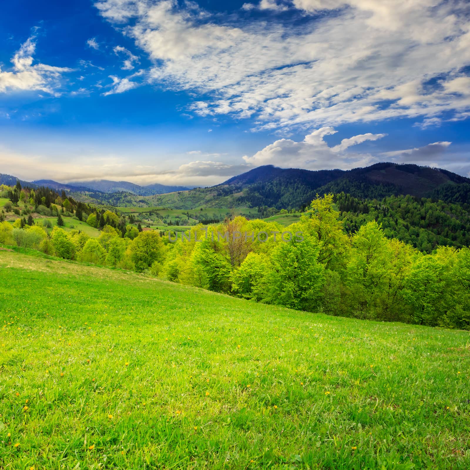 green grass on hillside meadow in mountain by Pellinni