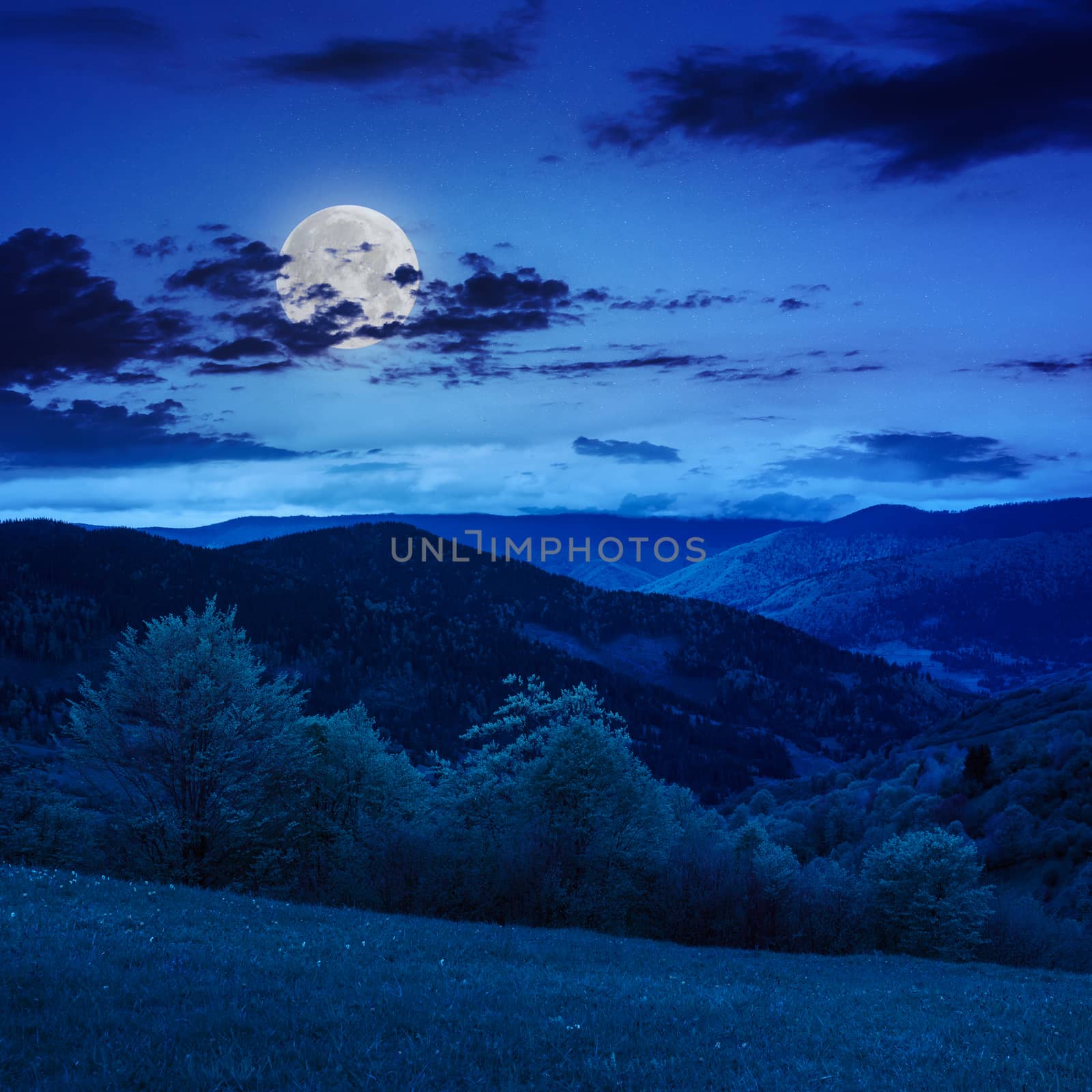 trees near valley in mountains  on hillside at night by Pellinni