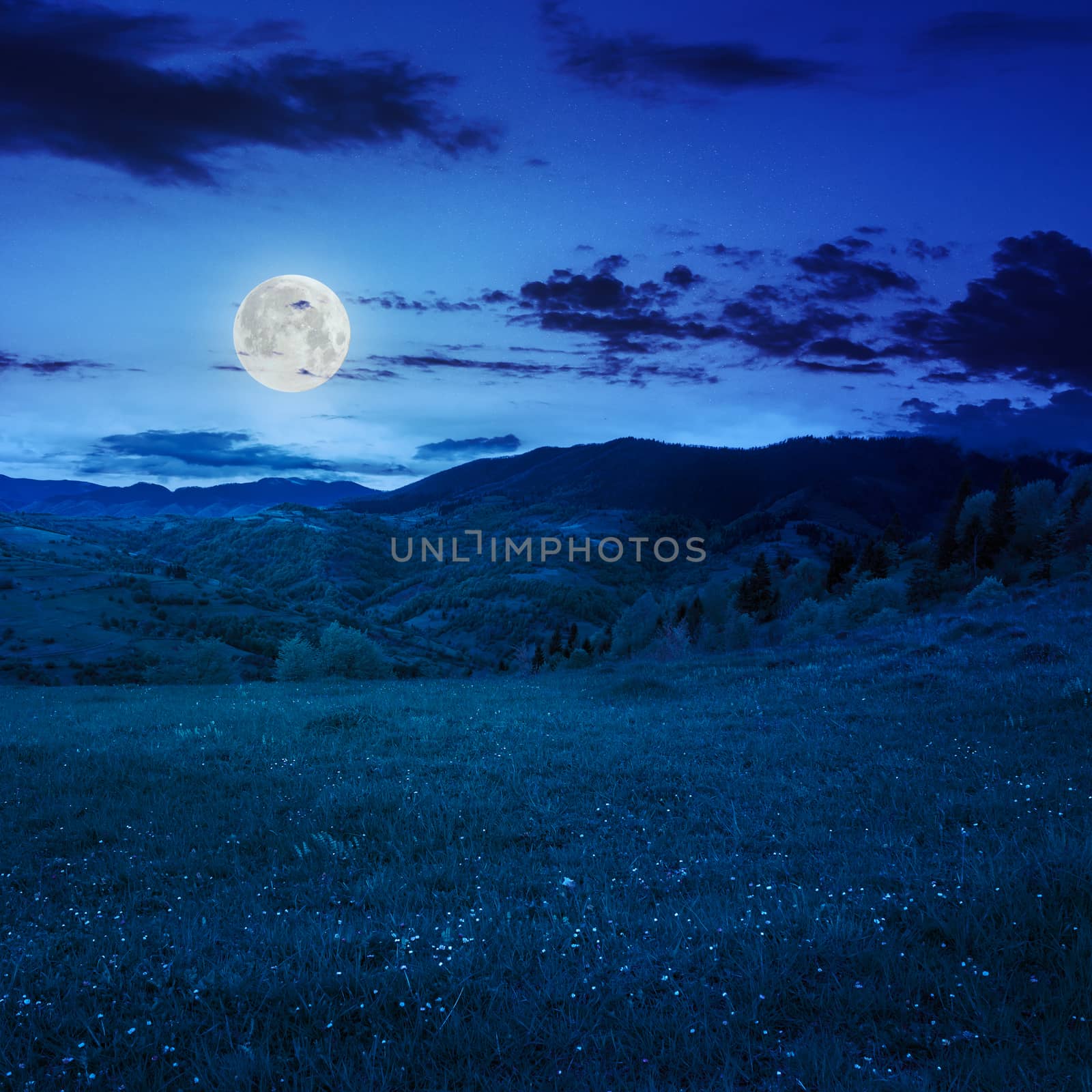 mountain summer landscape. trees near meadow and forest on hillside at night in moonlight