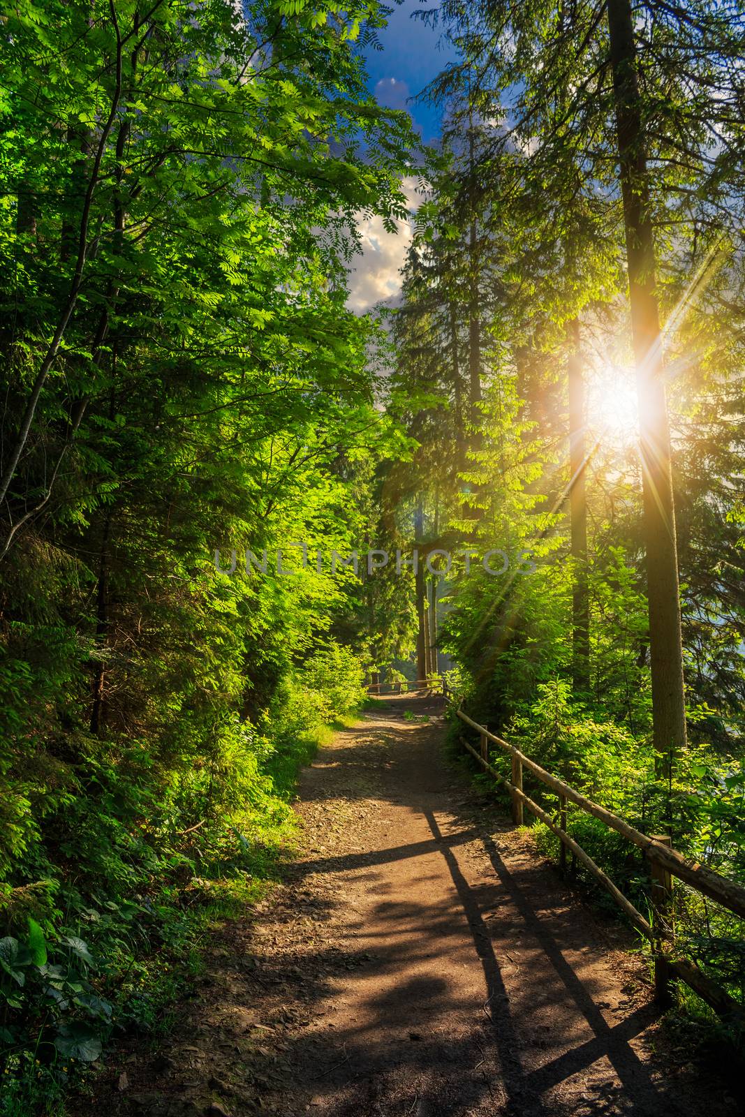 trail with a wooden fence near in the shade of pine trees of green forest