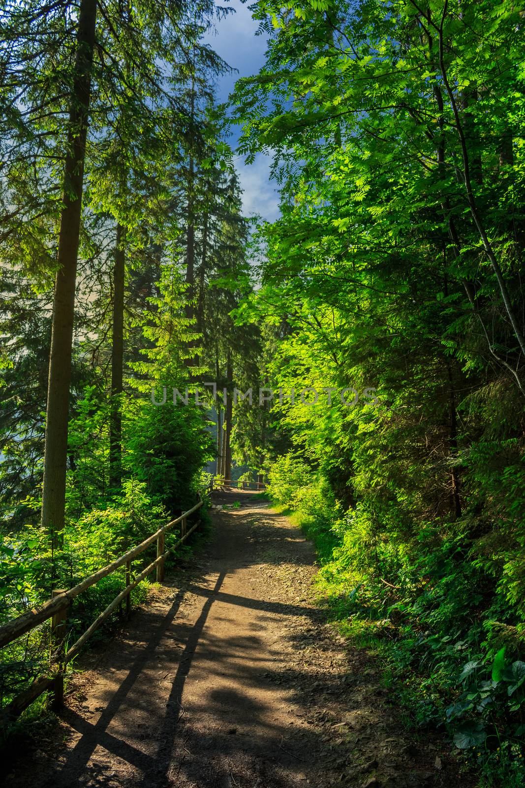 trail with a wooden fence near in the shade of pine trees of green forest