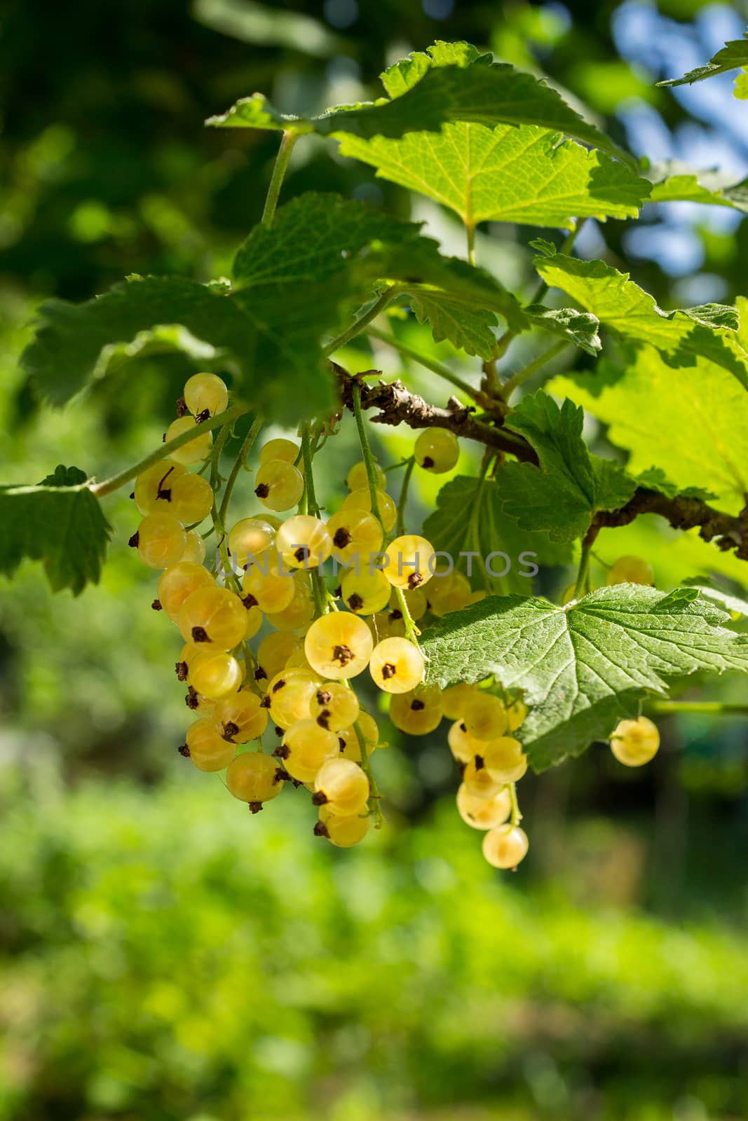 juicy fruit white currants on a hot summer day hanging on the branches on blurred background of garden