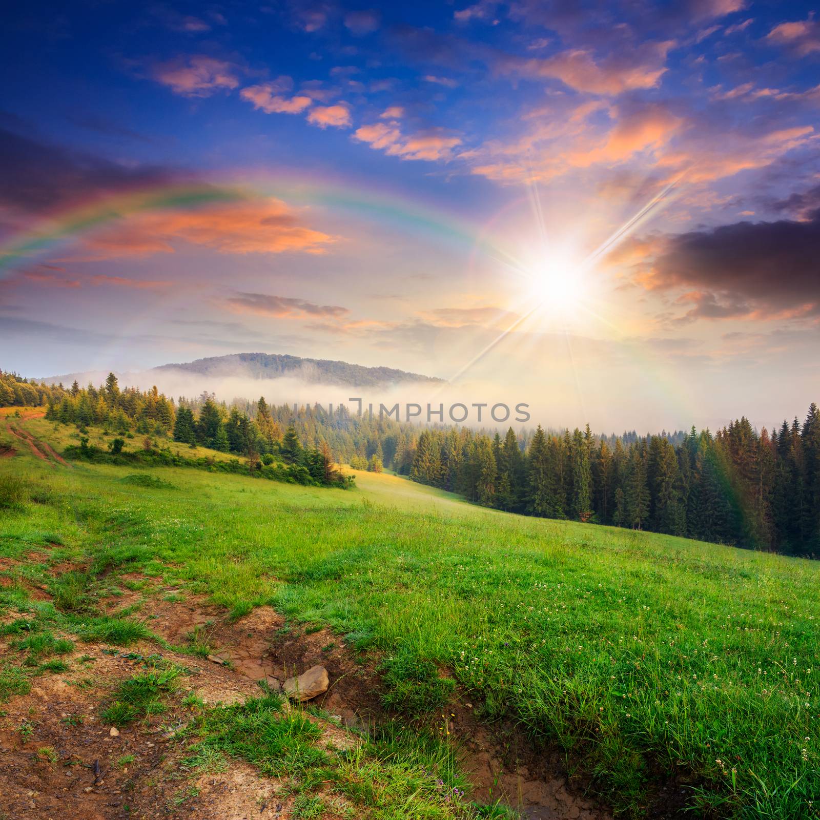 cold fog on coniferous forest near the meadow in mountains at sunset with rainbow