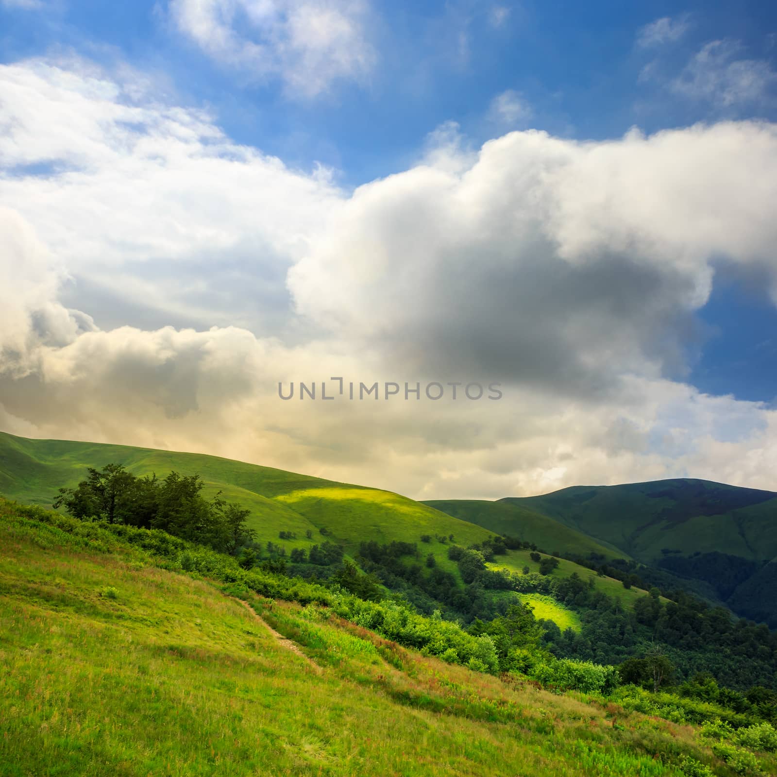 mountain summer landscape. forest  near meadow  on hillside under  sky with clouds