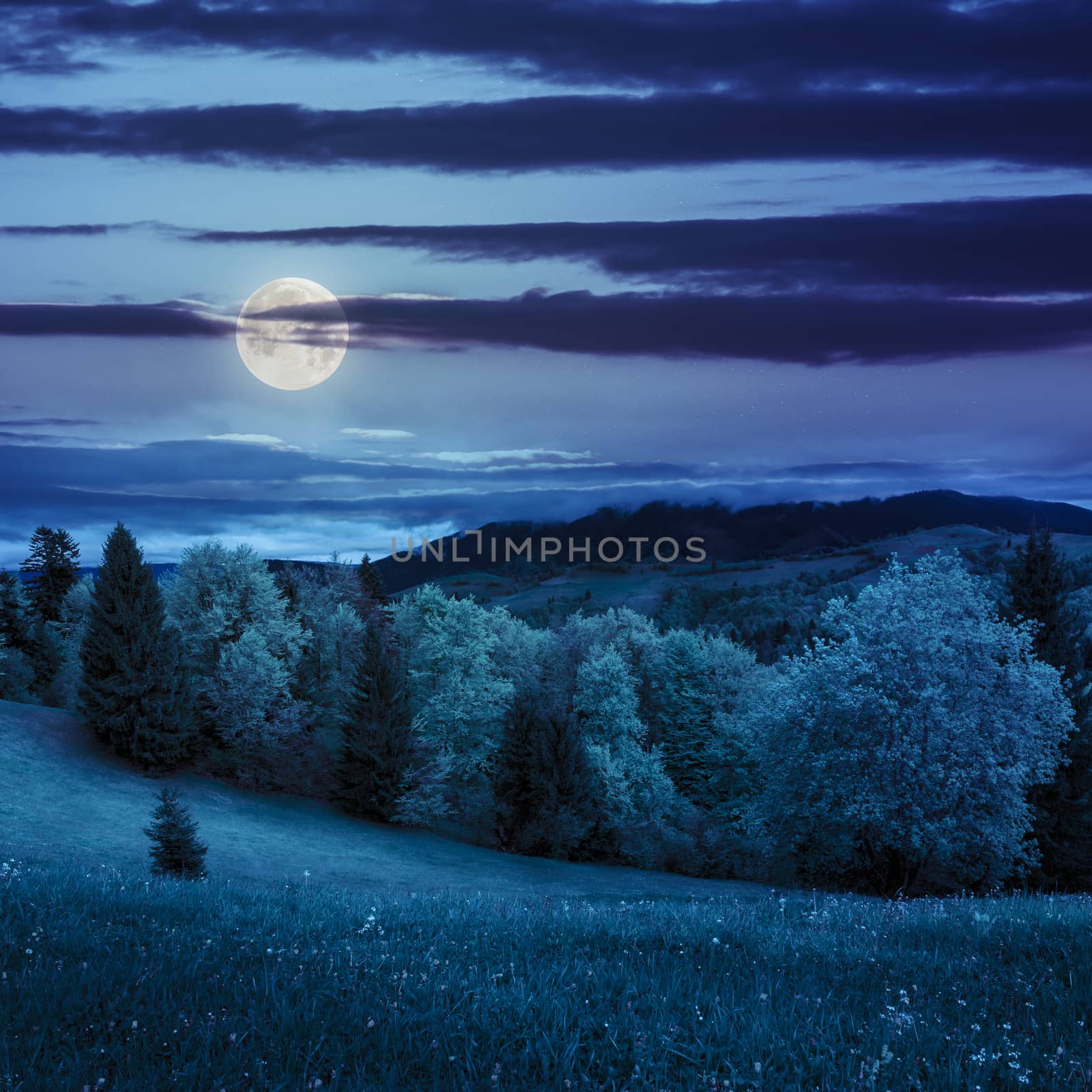 forest near meadow in mountain summer landscape at night in moon light