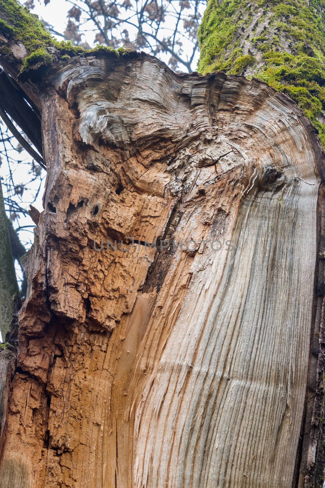 core seen after Tree was Broken By Wind