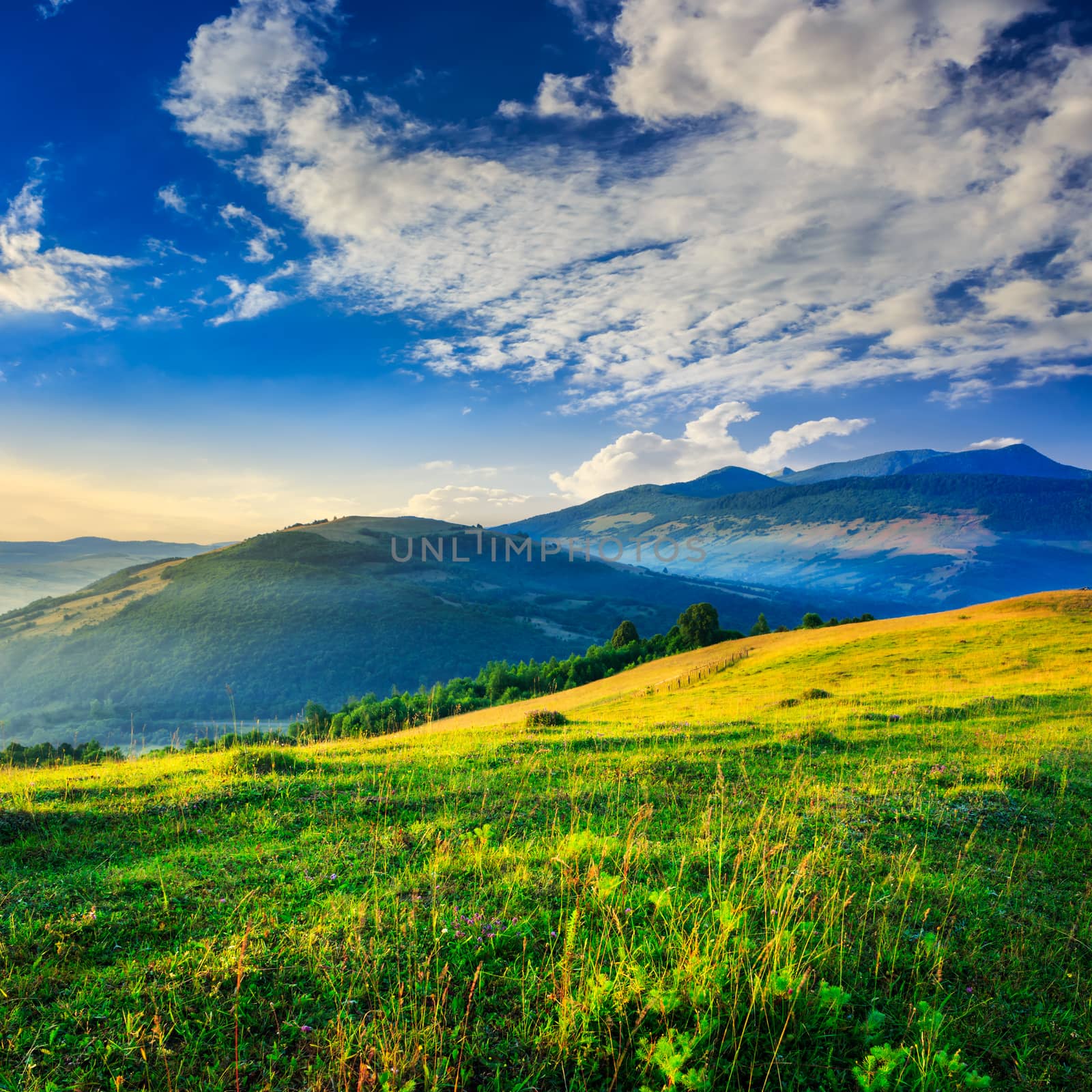 cold fog on meadow with grass and flowers in the mountains near the forest