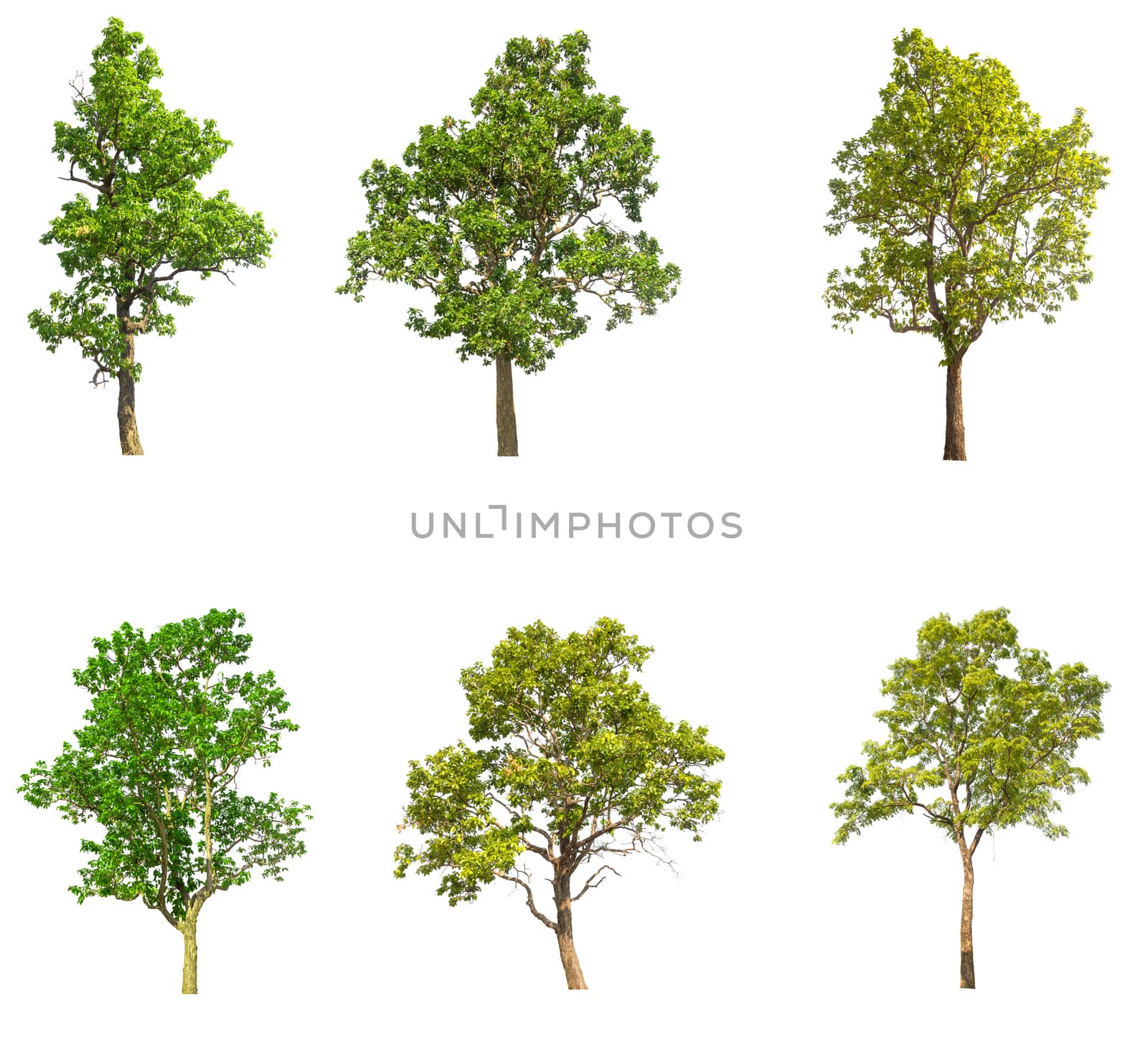 isolated tree on white background,collections tree isolated,tree oject,tree on white bacground,tree white bakground.