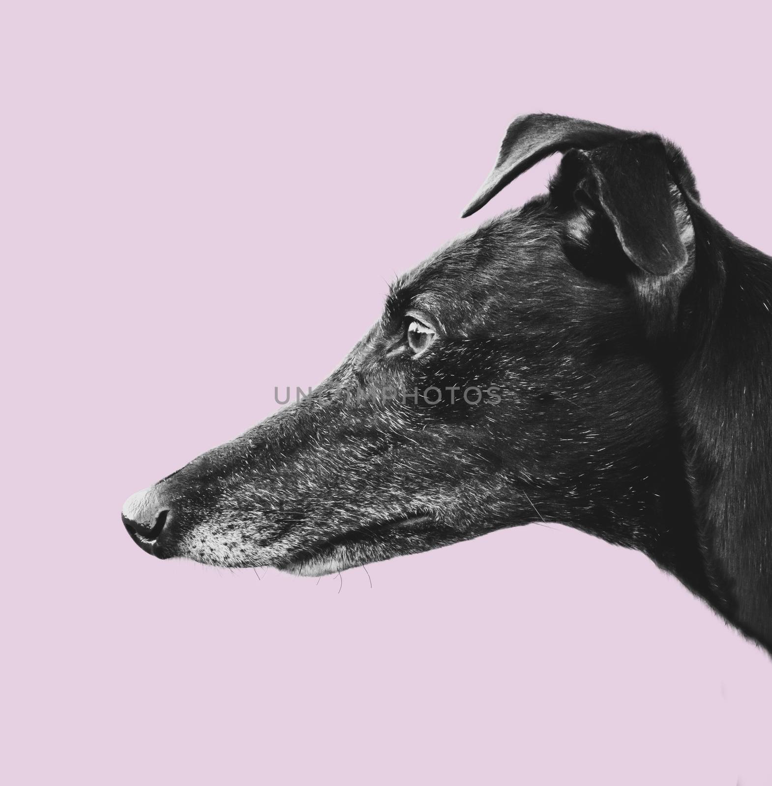 Greyhound Profile Design by mrdoomits