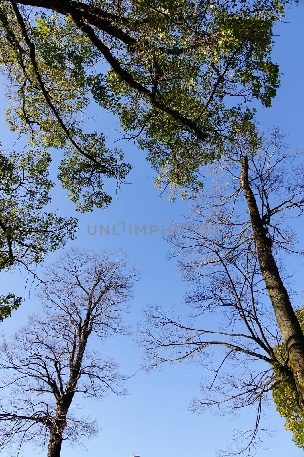 Green trees under blue sky in summer  by travellens