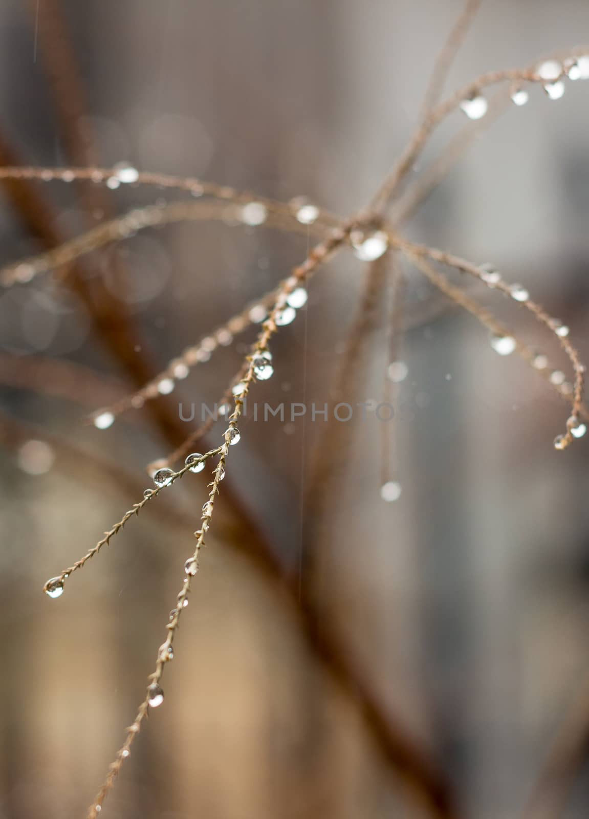 Detail of a tree branch with raindrops