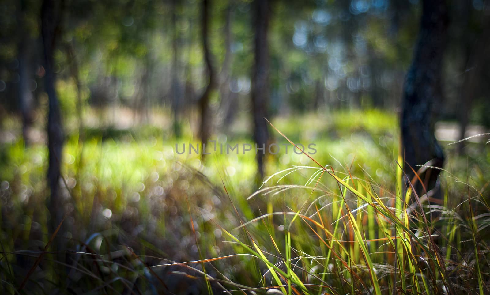 Boondal wetlands