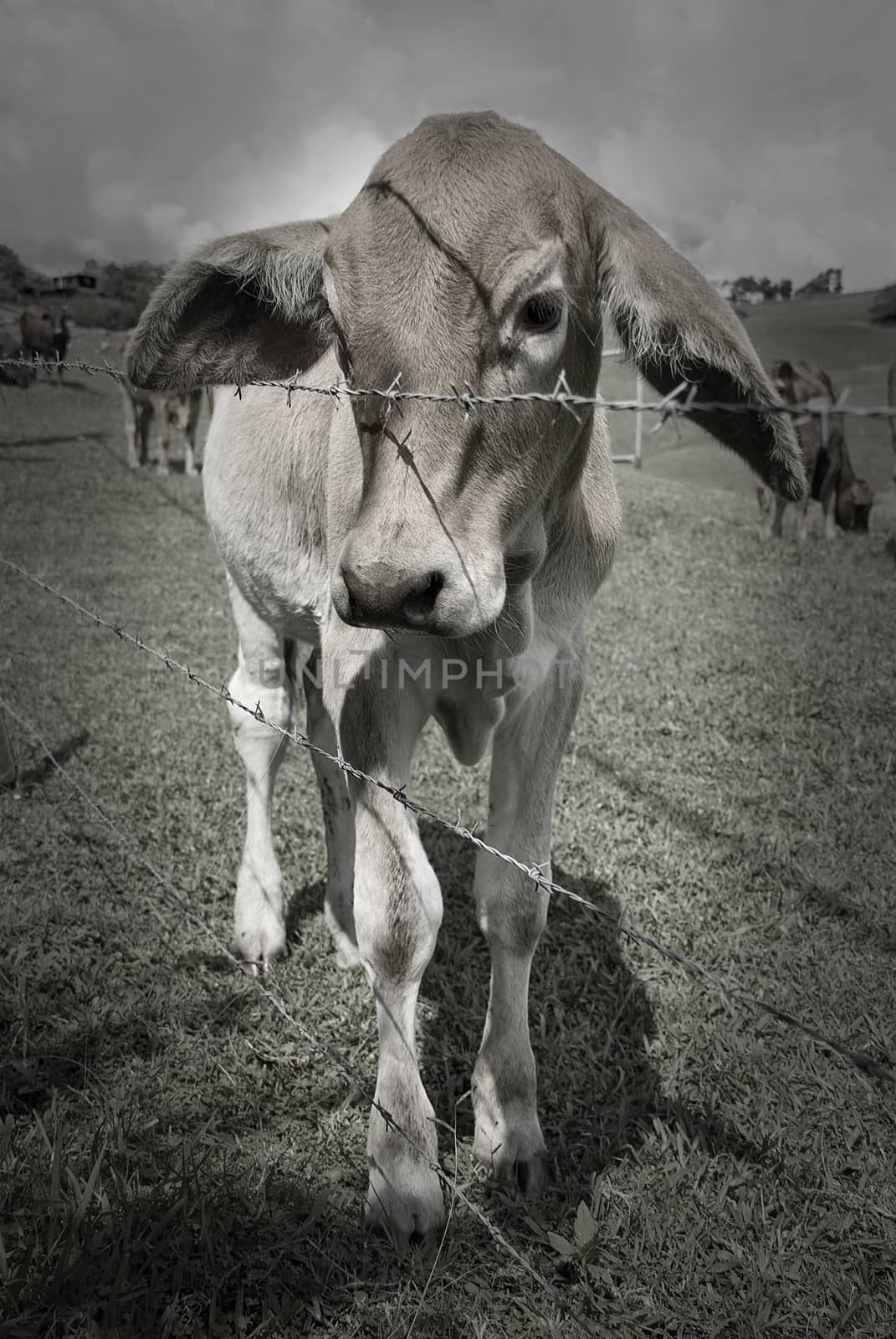 Small calf standing behind barbed wire in Queensland, Australia.