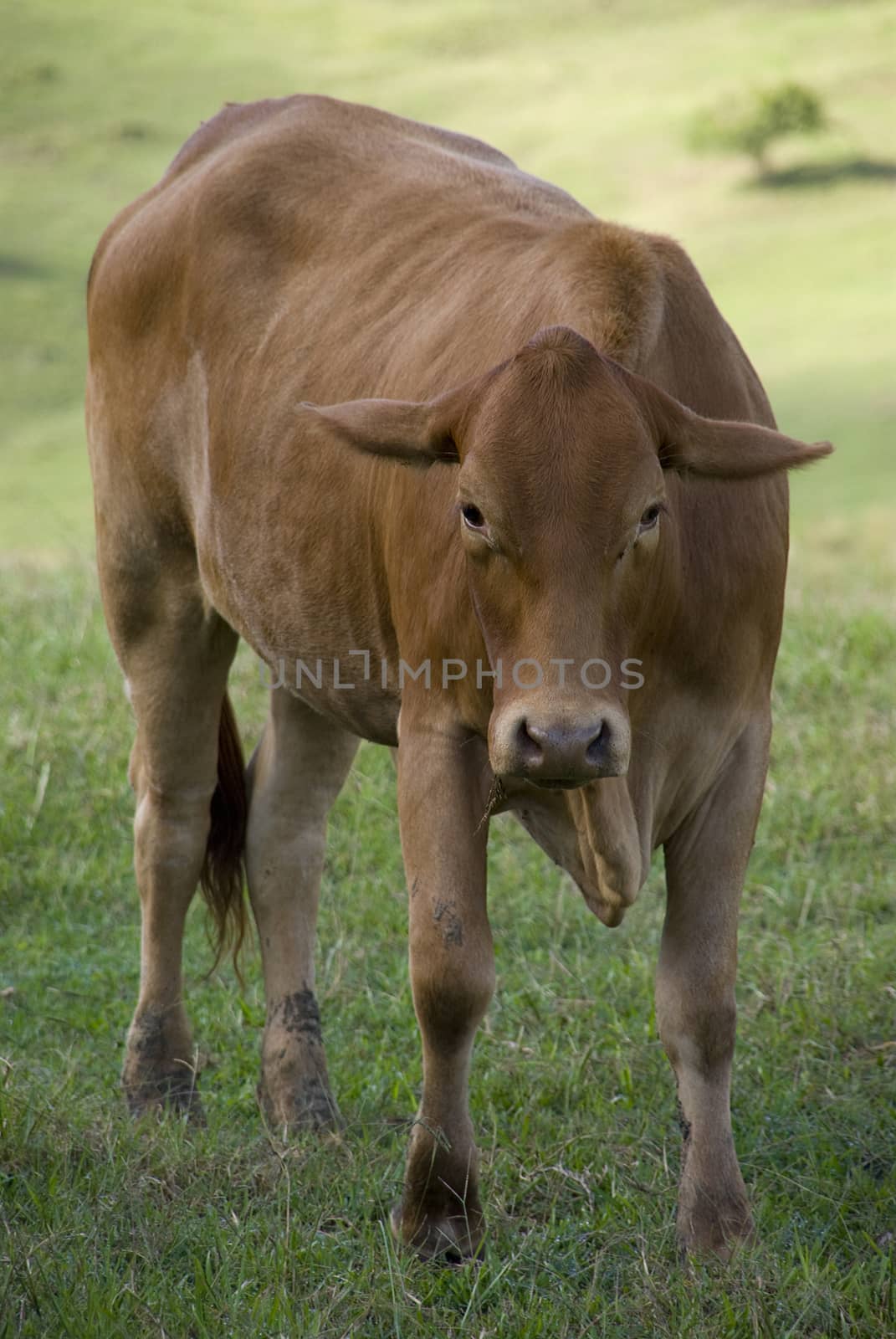 Cow on a farm in Queensland, Australia