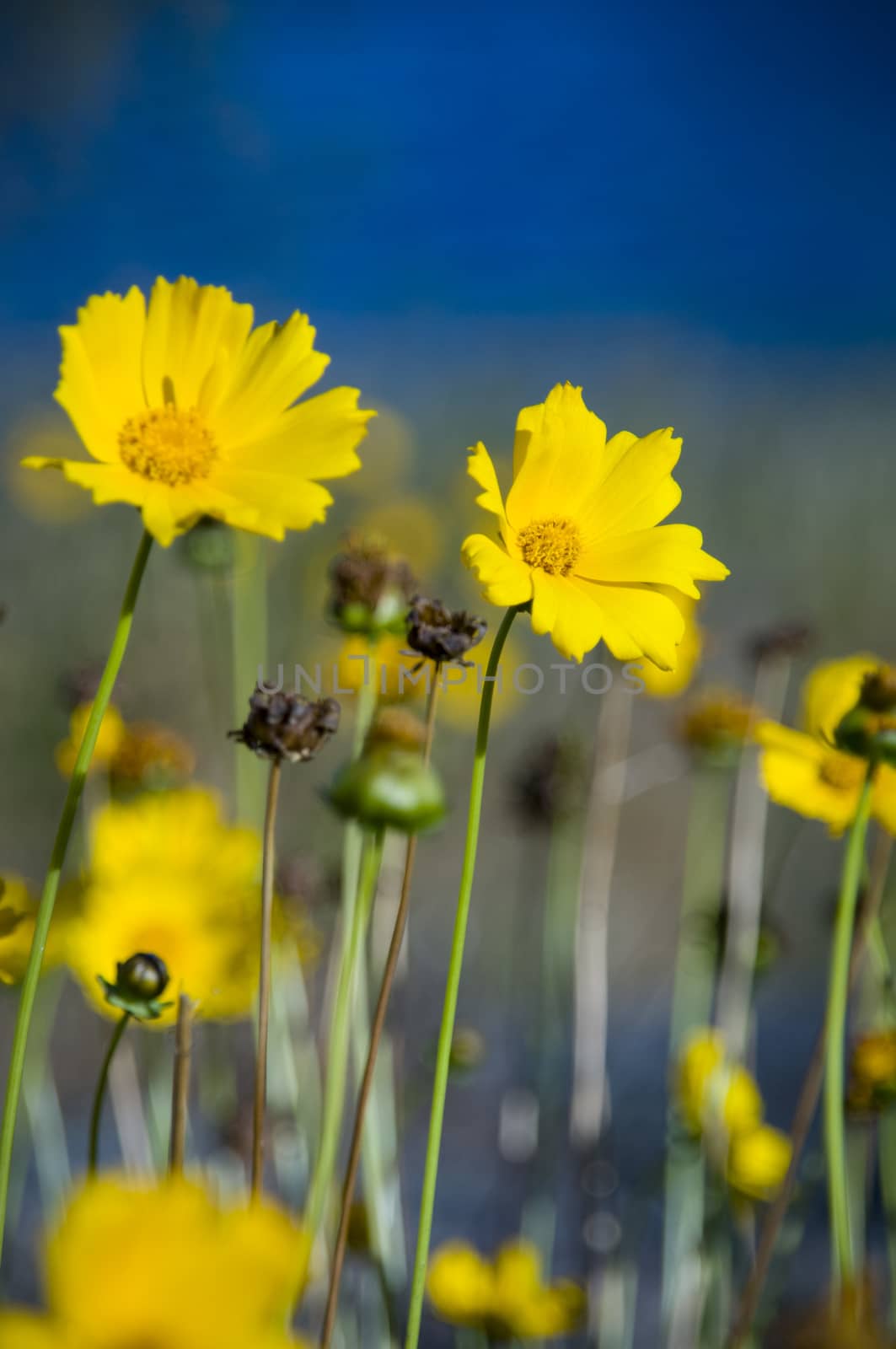 Yellow wildflowers in Australia