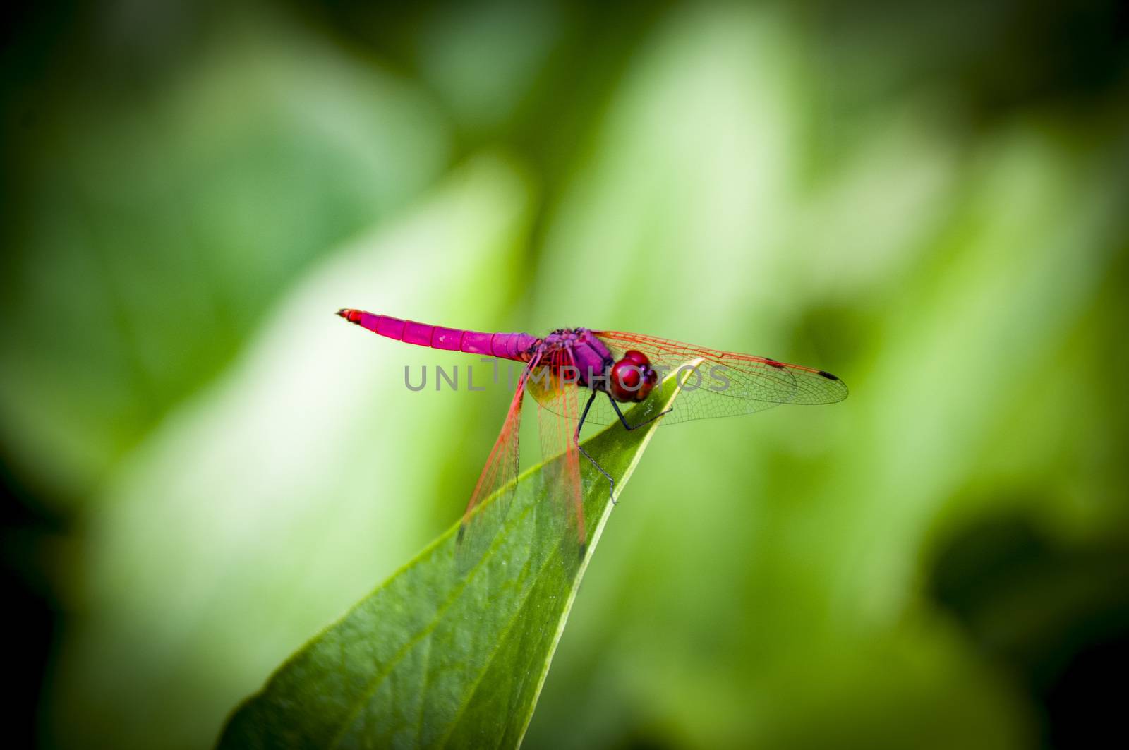 A red dragonfly on a green leaf