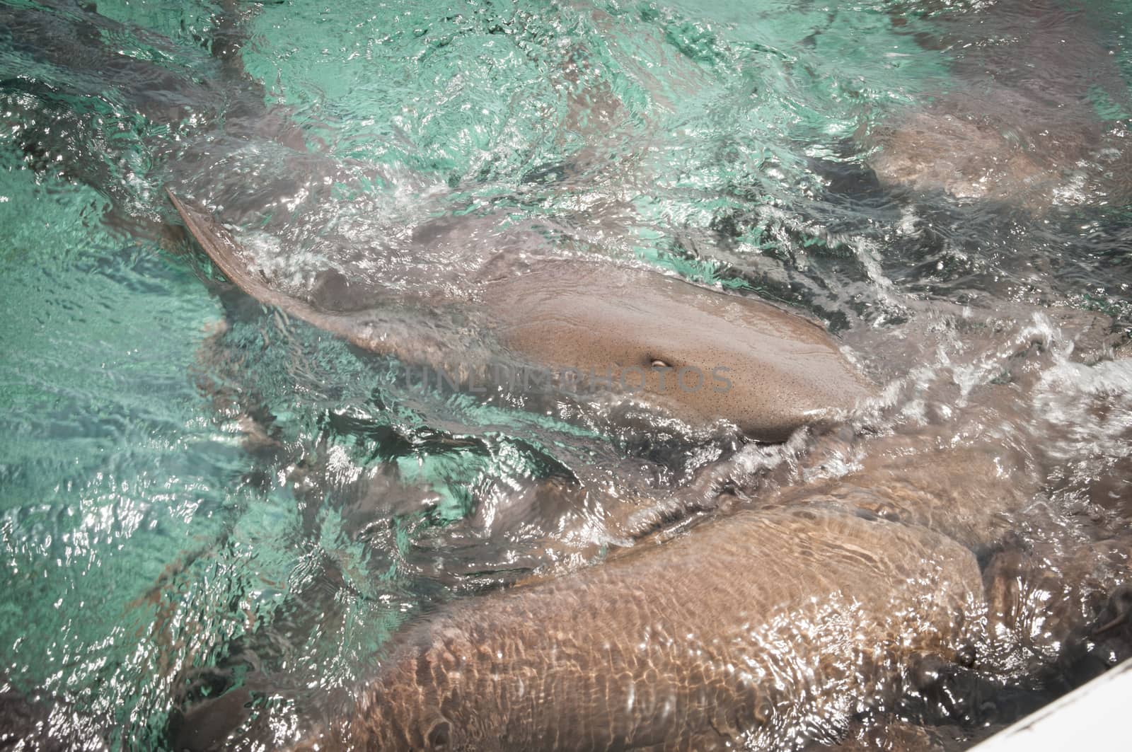 Grey nurse sharks feeding in the Caribbean sea in Belize