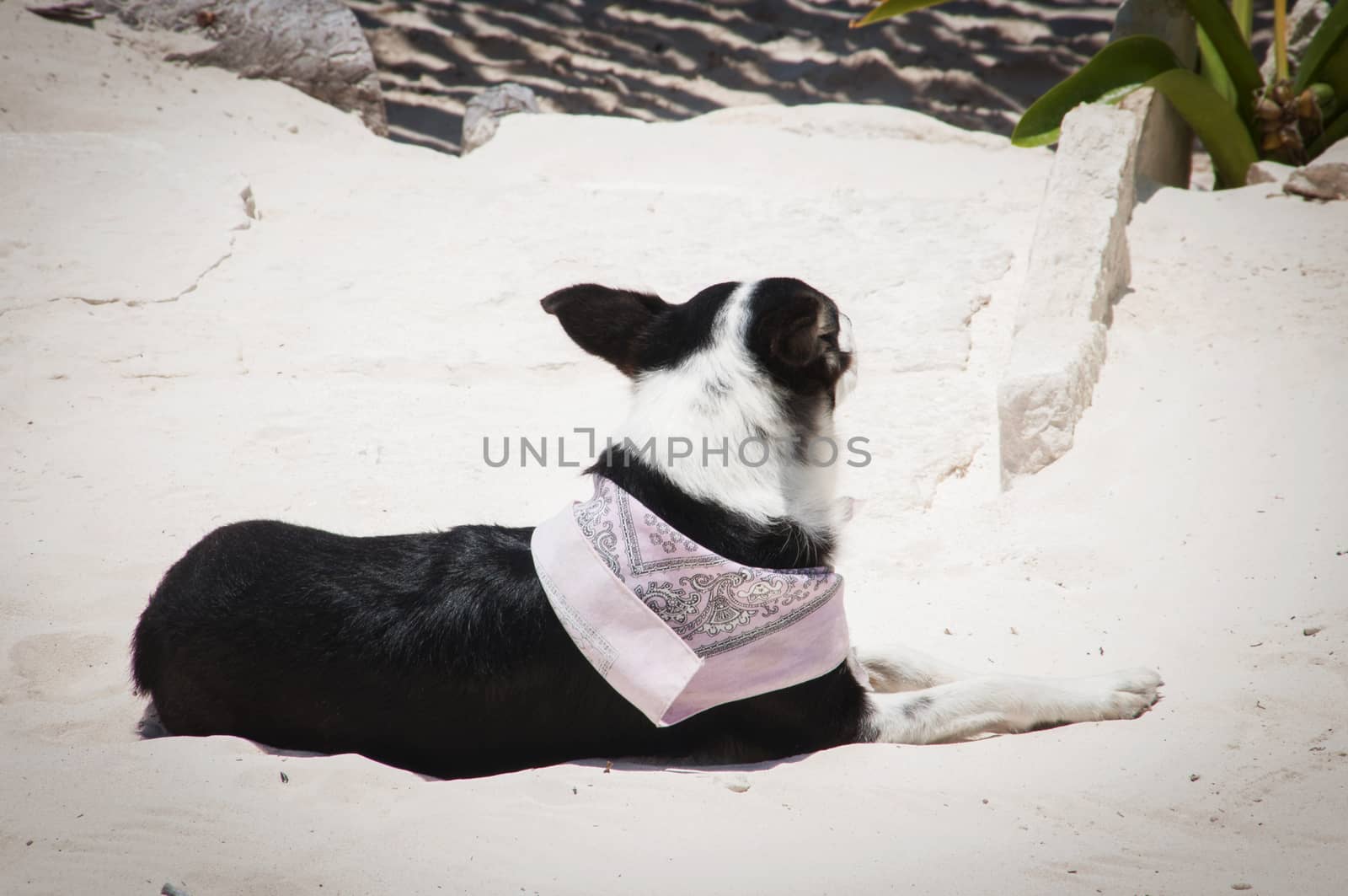 A dog relaxing on a beach