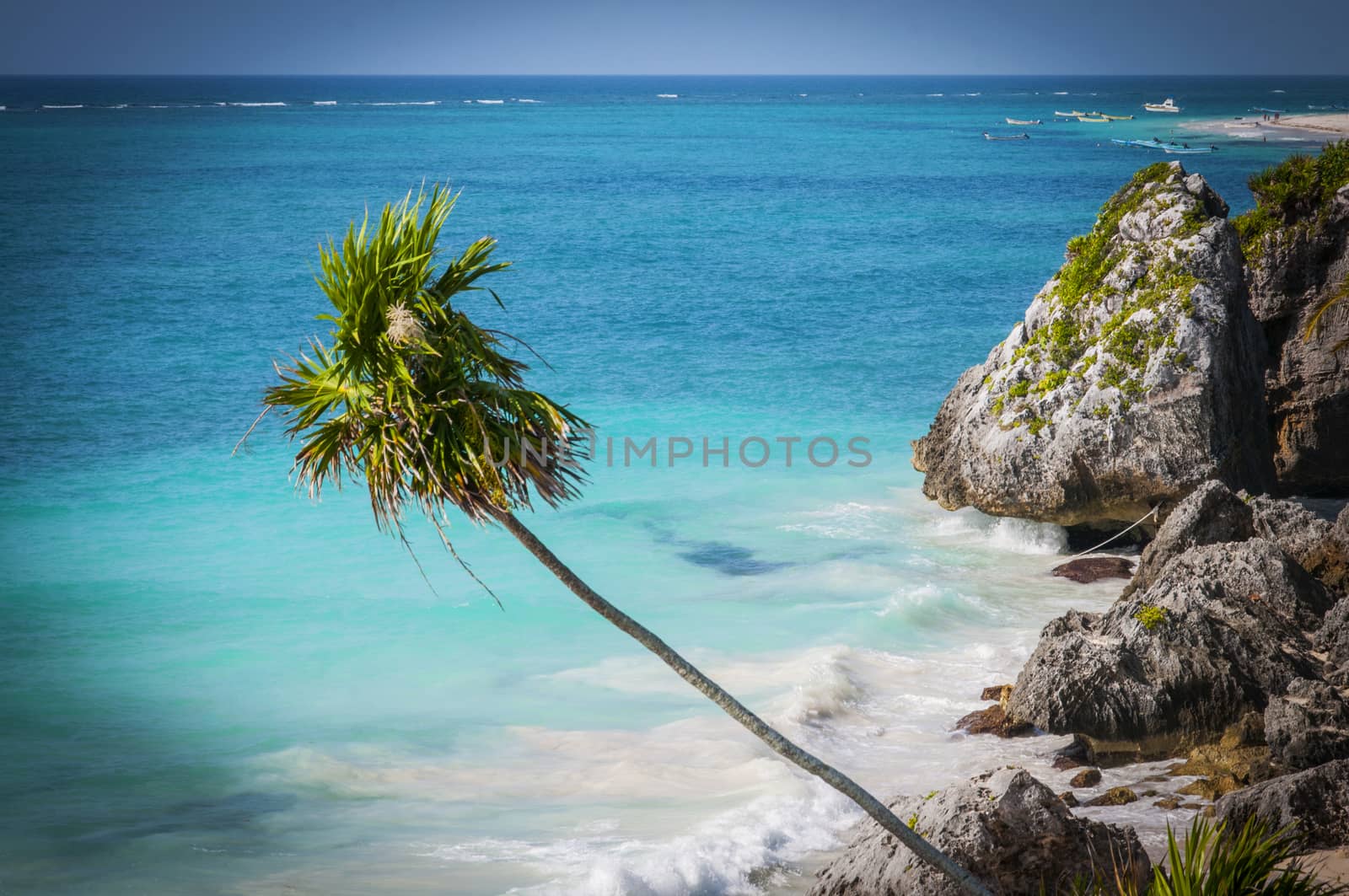 A palm tree and rocks in the Caribbean