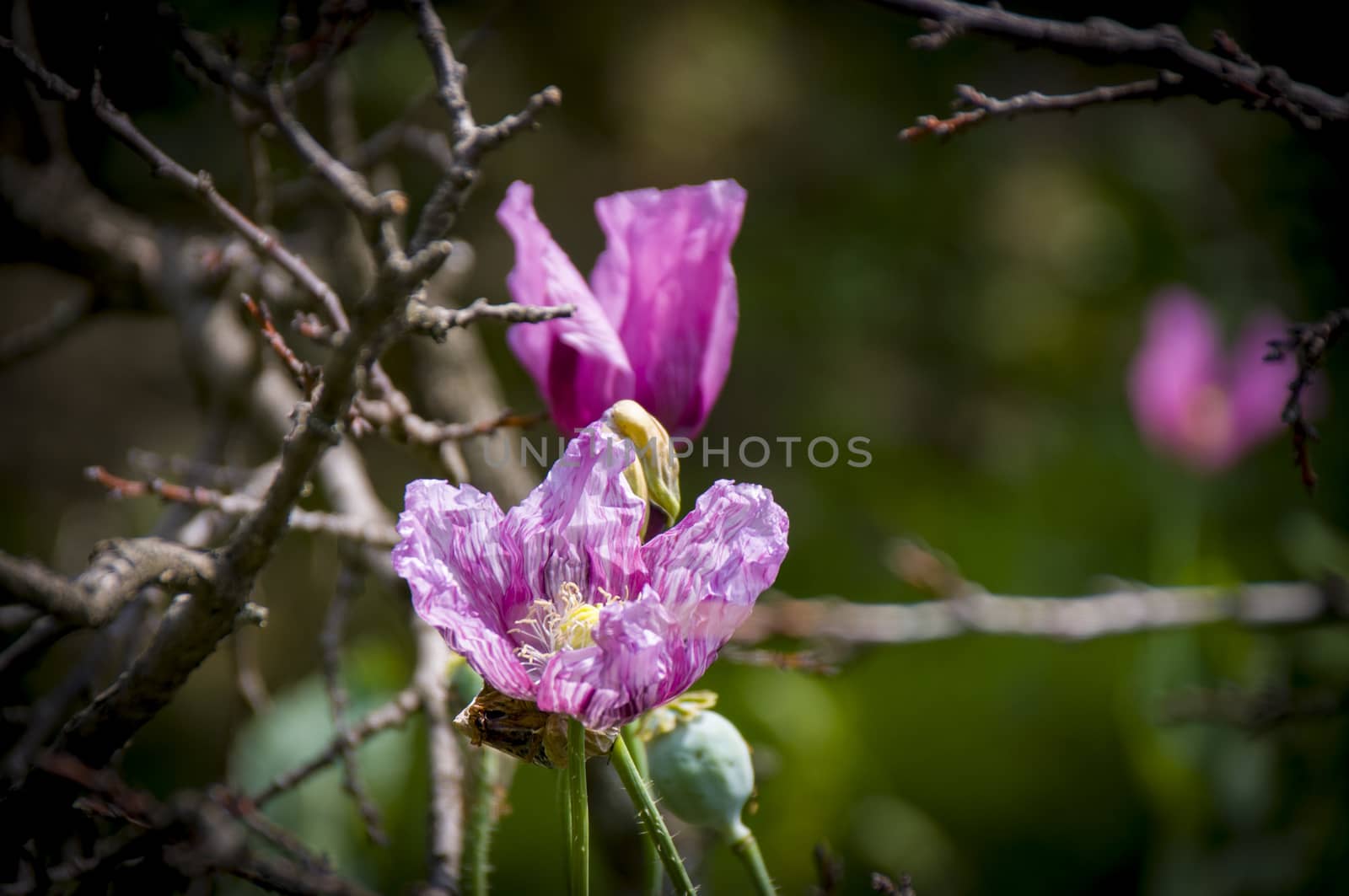 Purple flower in Almora by Teelahview