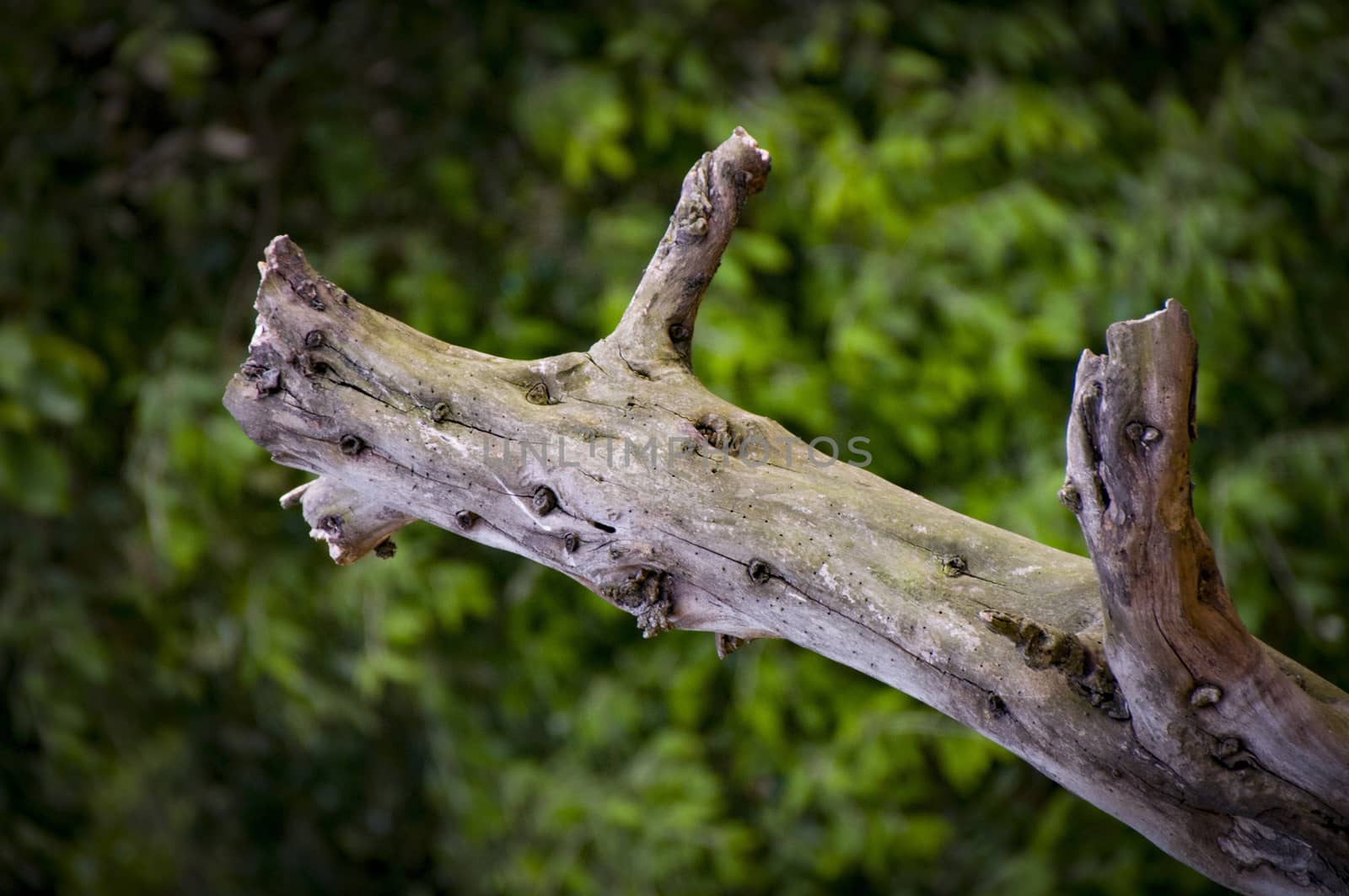 Tree stump in Almora