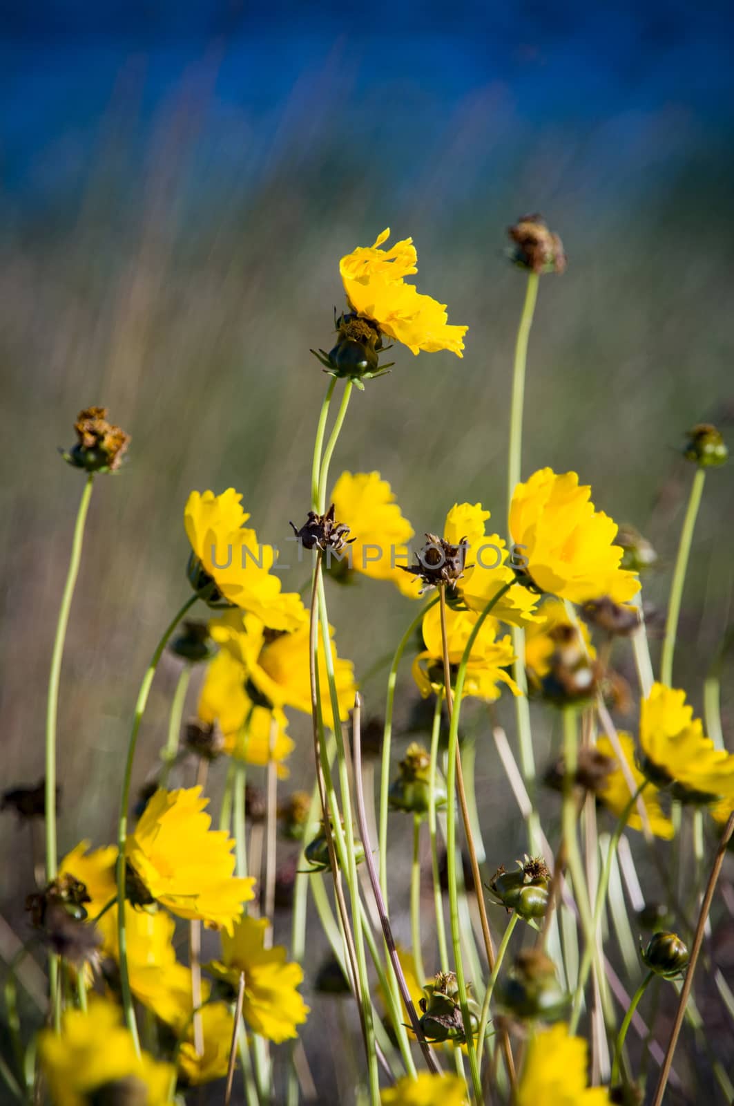 Many yellow wildflowers by Teelahview