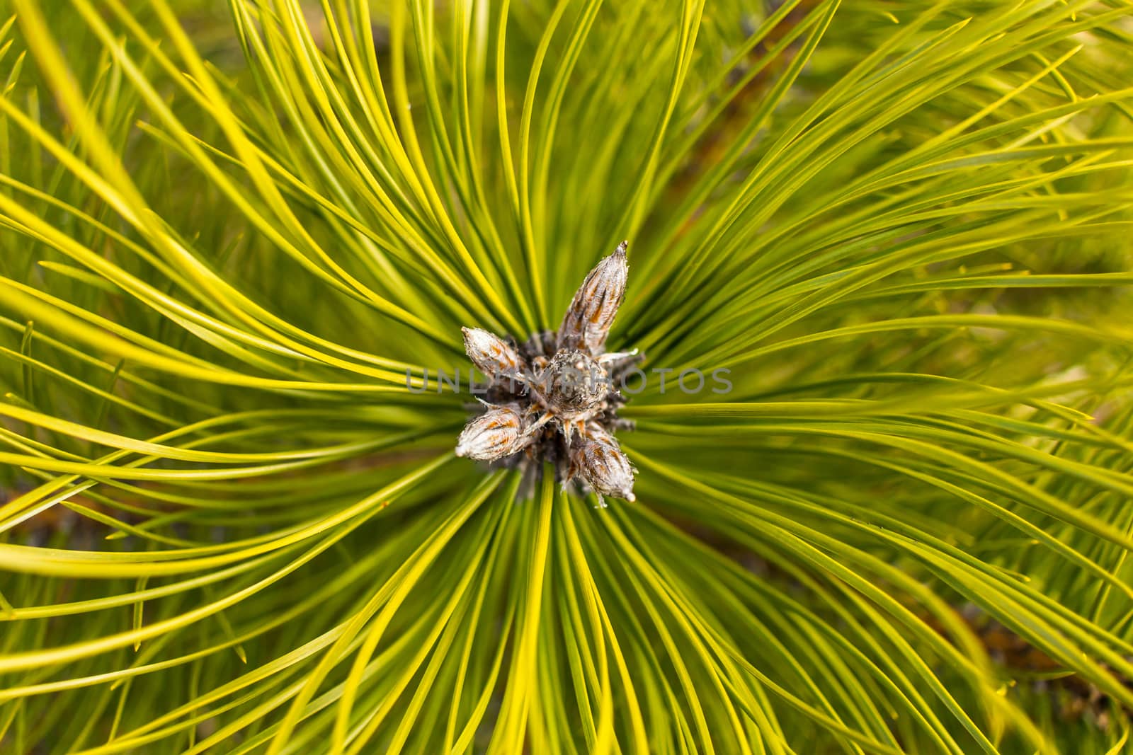 Top view of young pine tree branch.