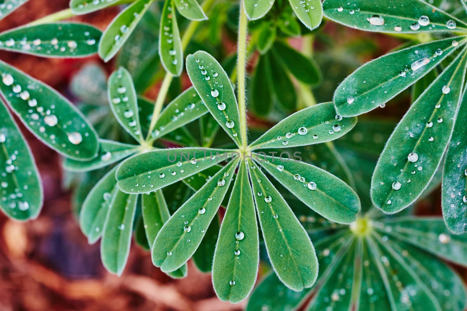 Lupine leafs with raindrops