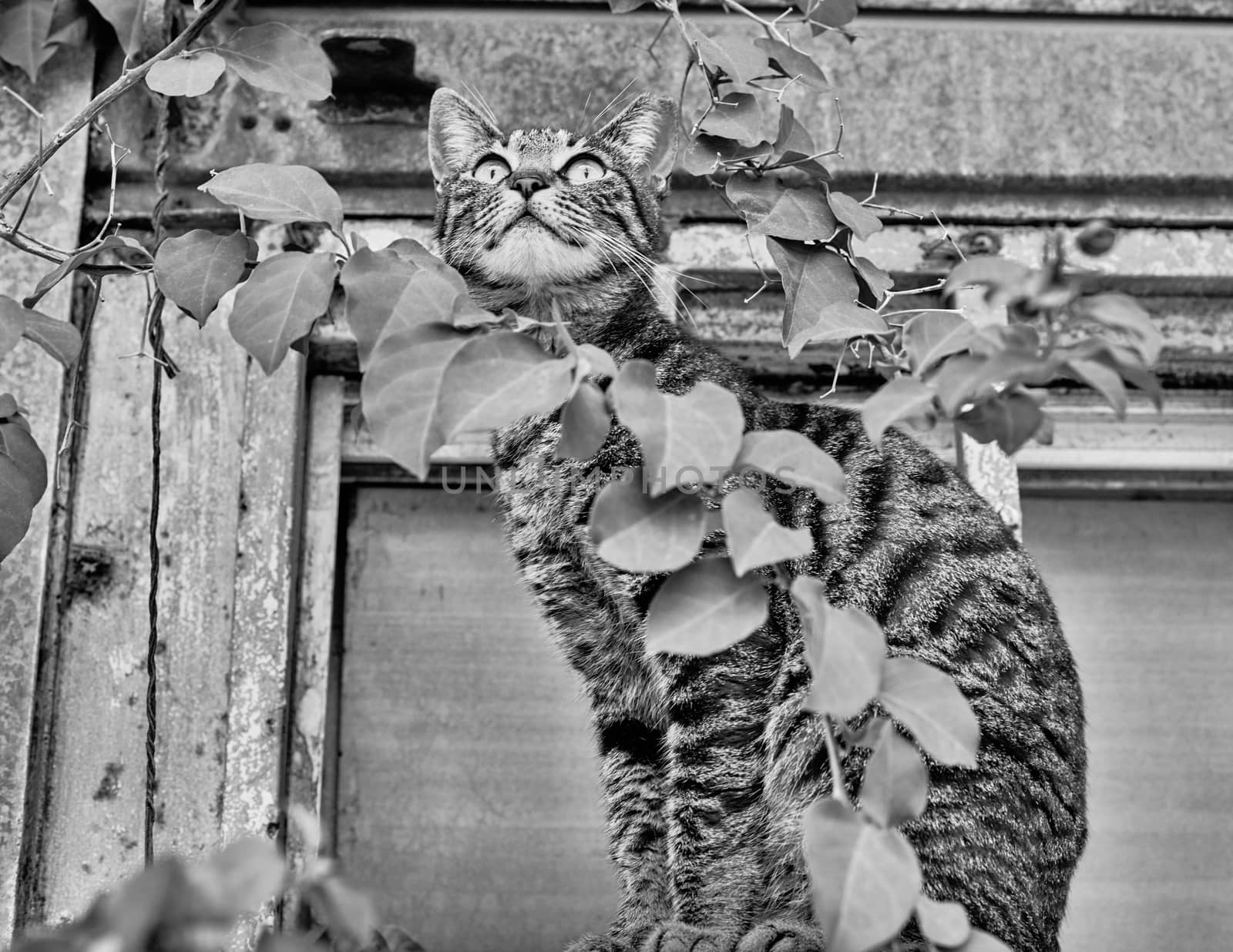 Stretching cat outside with a plant bw