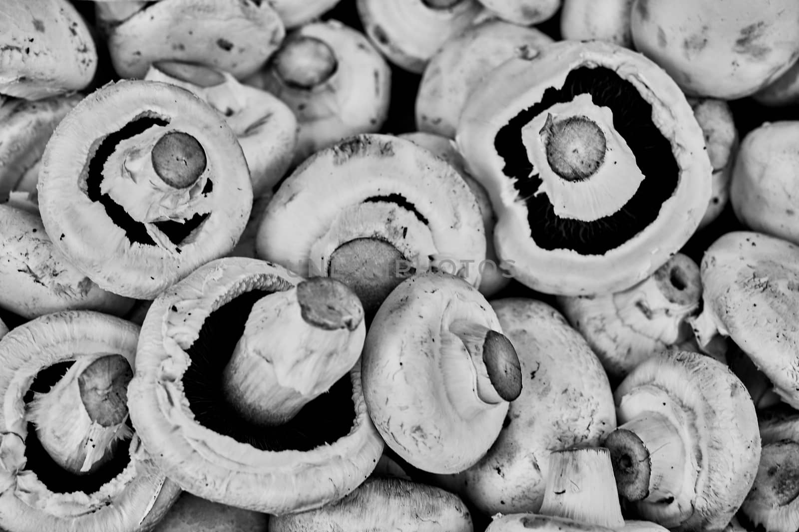 Mushrooms close up black and white macro